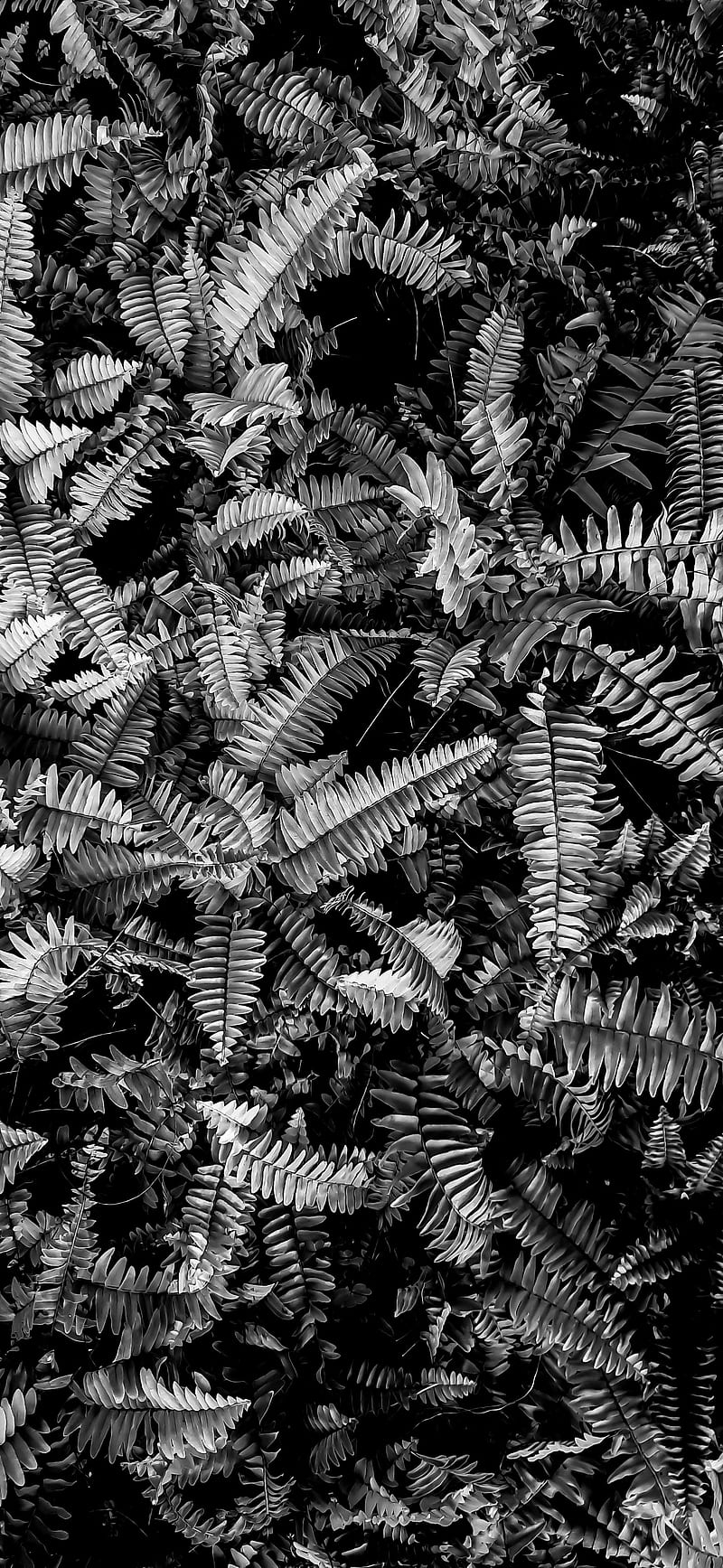 A black and white image of a fern plant. - Black, nature