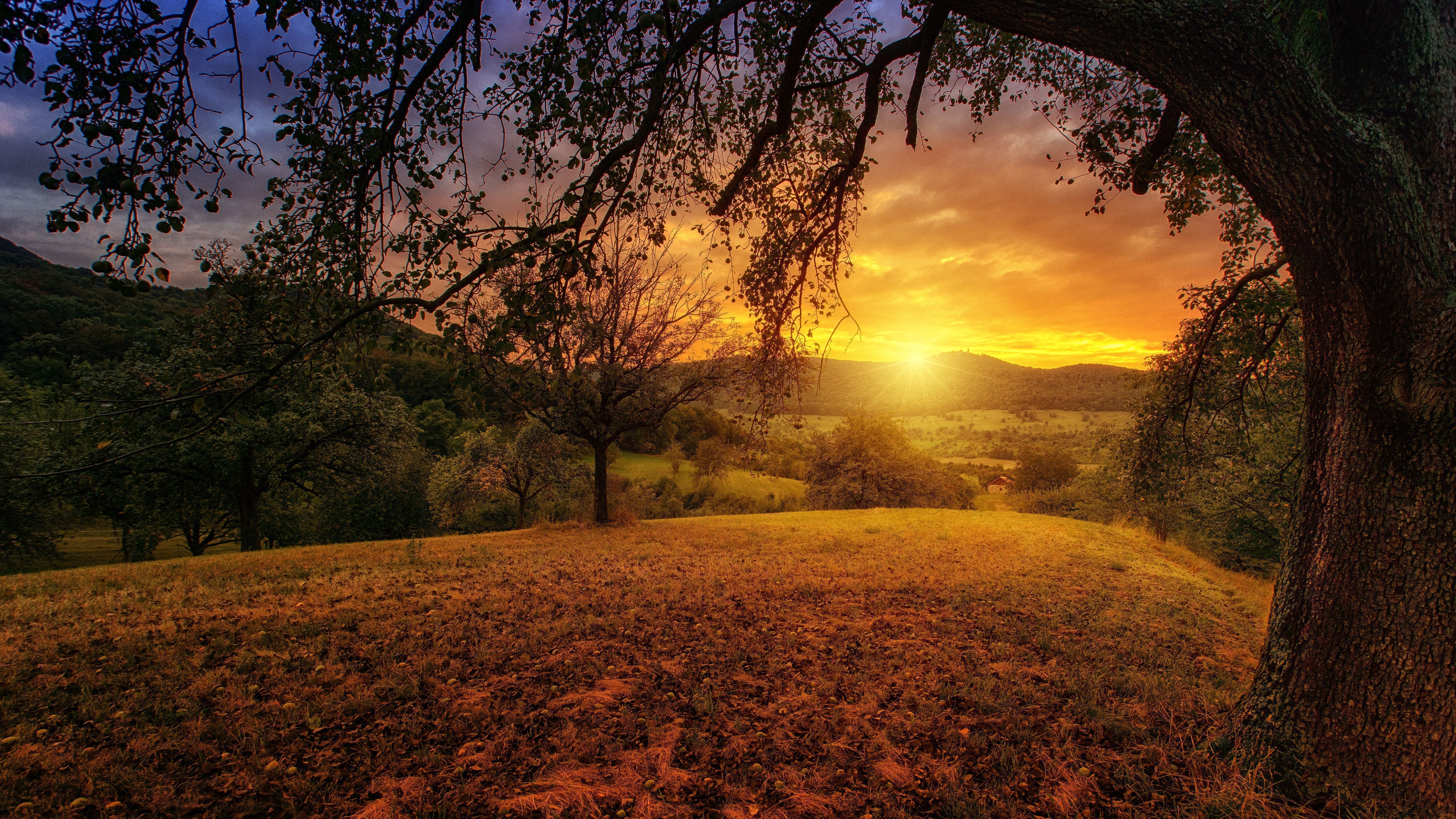 Tree Sun Aesthetic Dawn Landscape Panorama, HD Nature, 4k Wallpaper, Image, Background, Photo and Picture