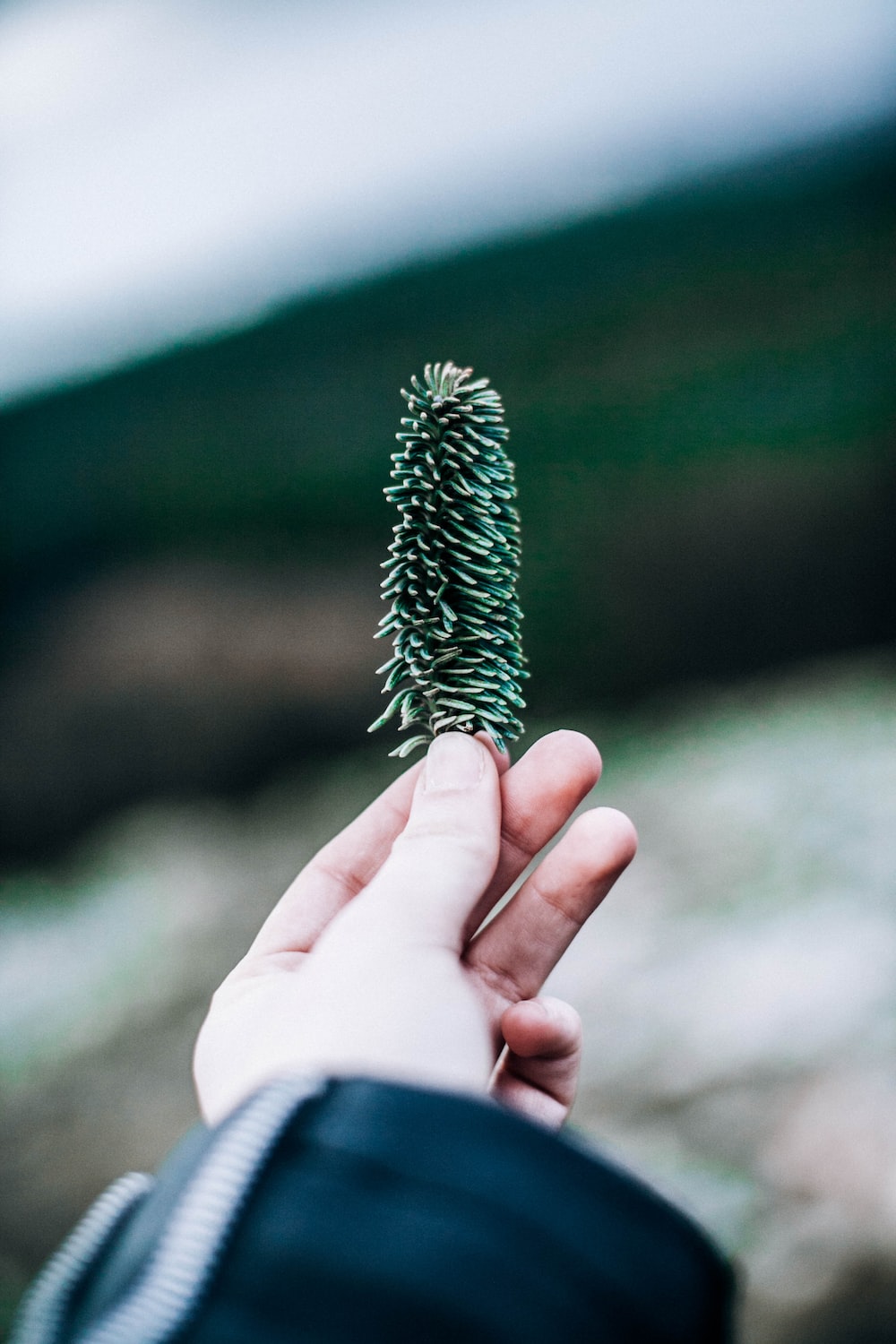 A person holding a small green pine tree - Nature