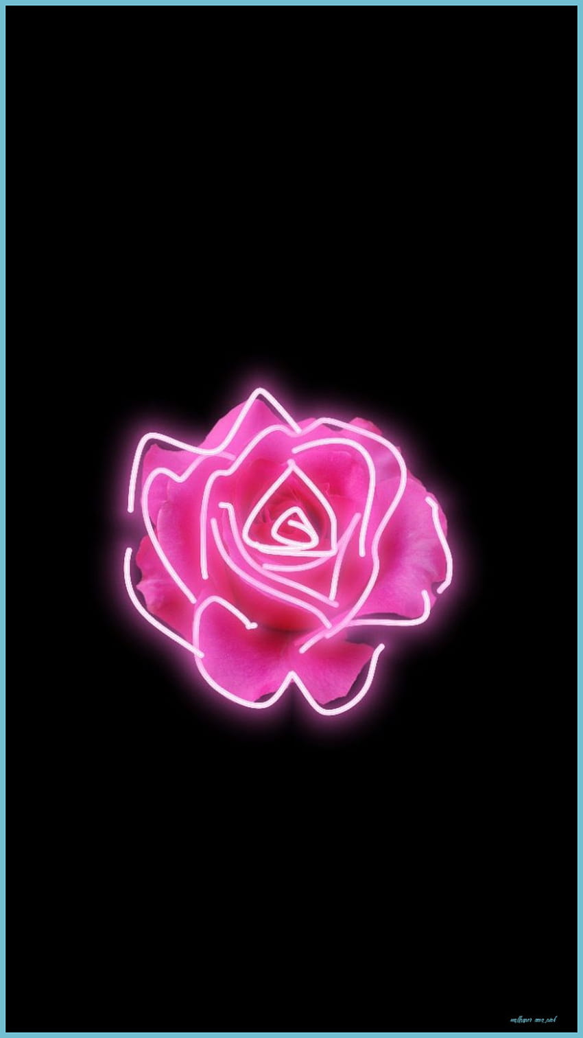 A neon pink rose on black background - Neon pink