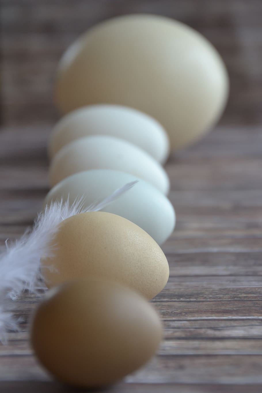 Eggs in a row with a feather - Egg