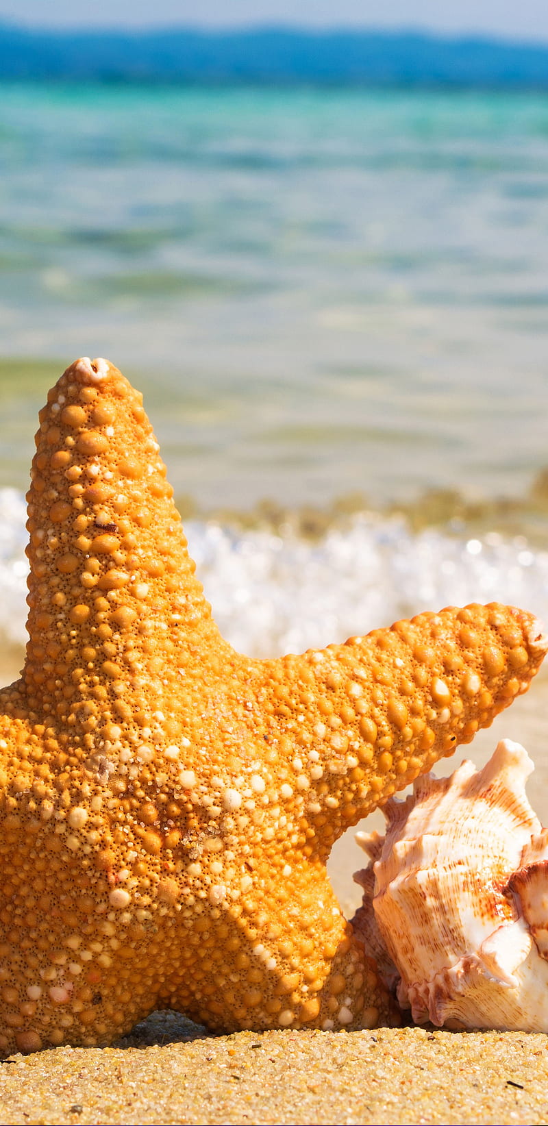 Summer Beach, beach, landscape, mermaids, ocean, sea, shell, spring, starfish, HD phone wallpaper