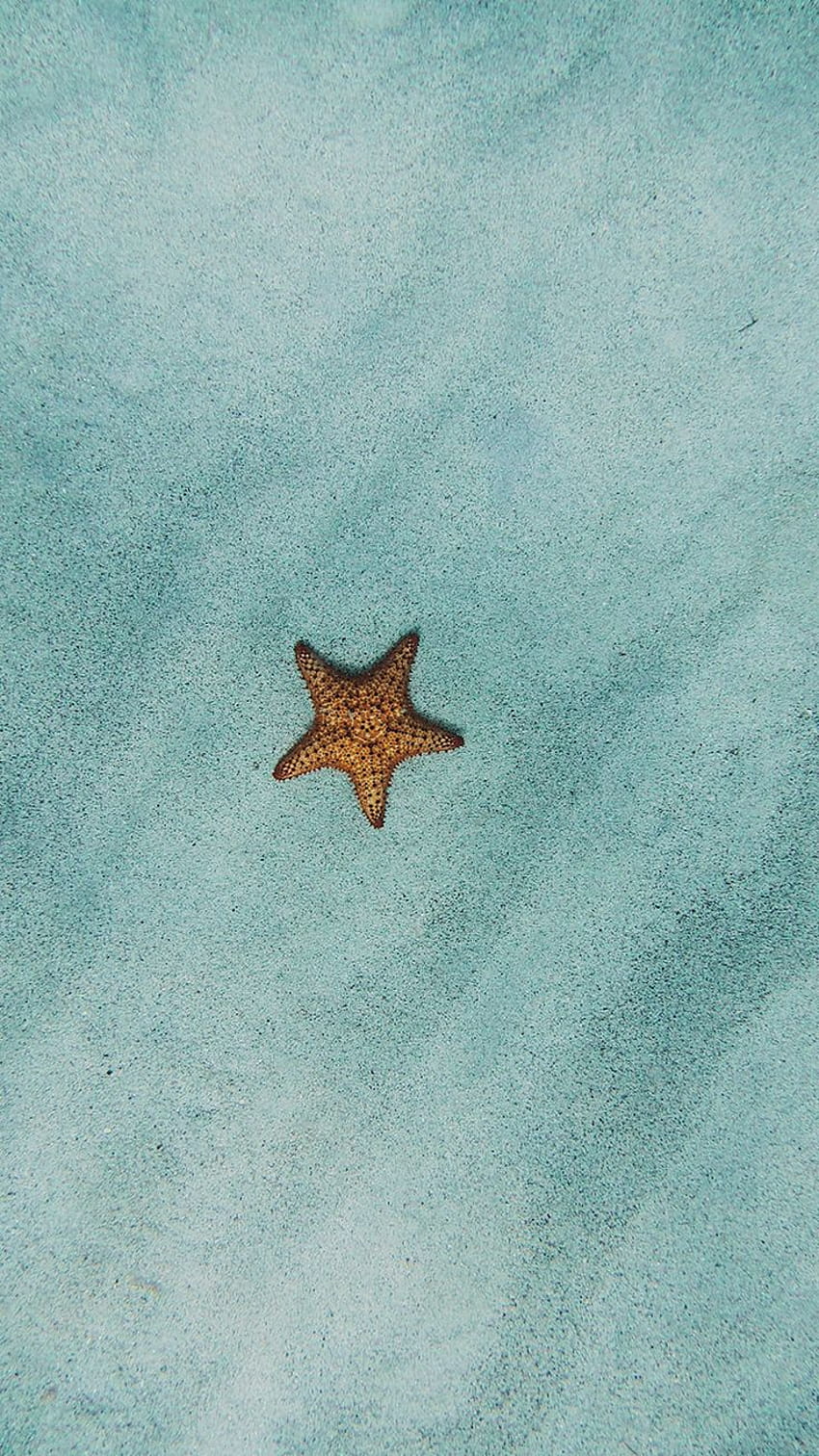A starfish on the sandy bottom of the ocean - Starfish, clean