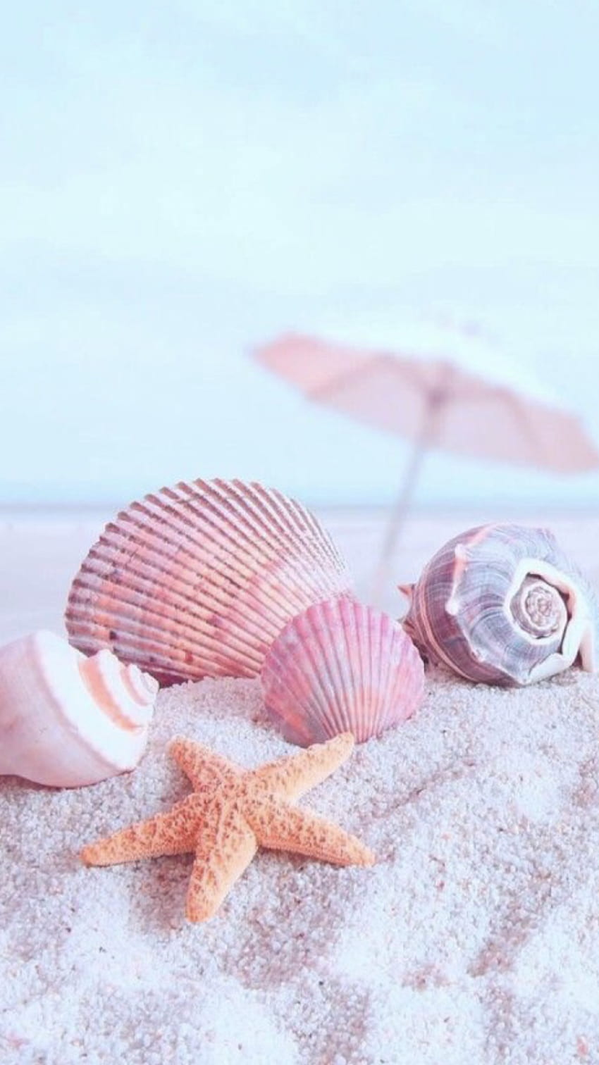 A collection of pink seashells and starfish on a white sandy beach - Starfish