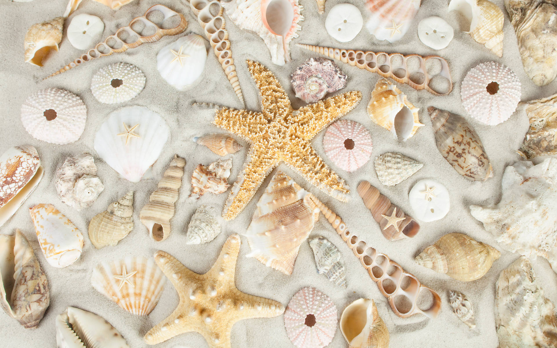 Download Shells And Starfish On White Sand Wallpaper