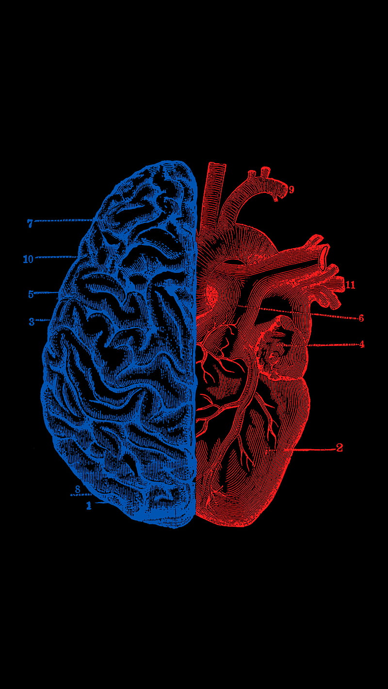 Heart and Brain, Tobe, anatomy, duality, mind, HD phone wallpaper