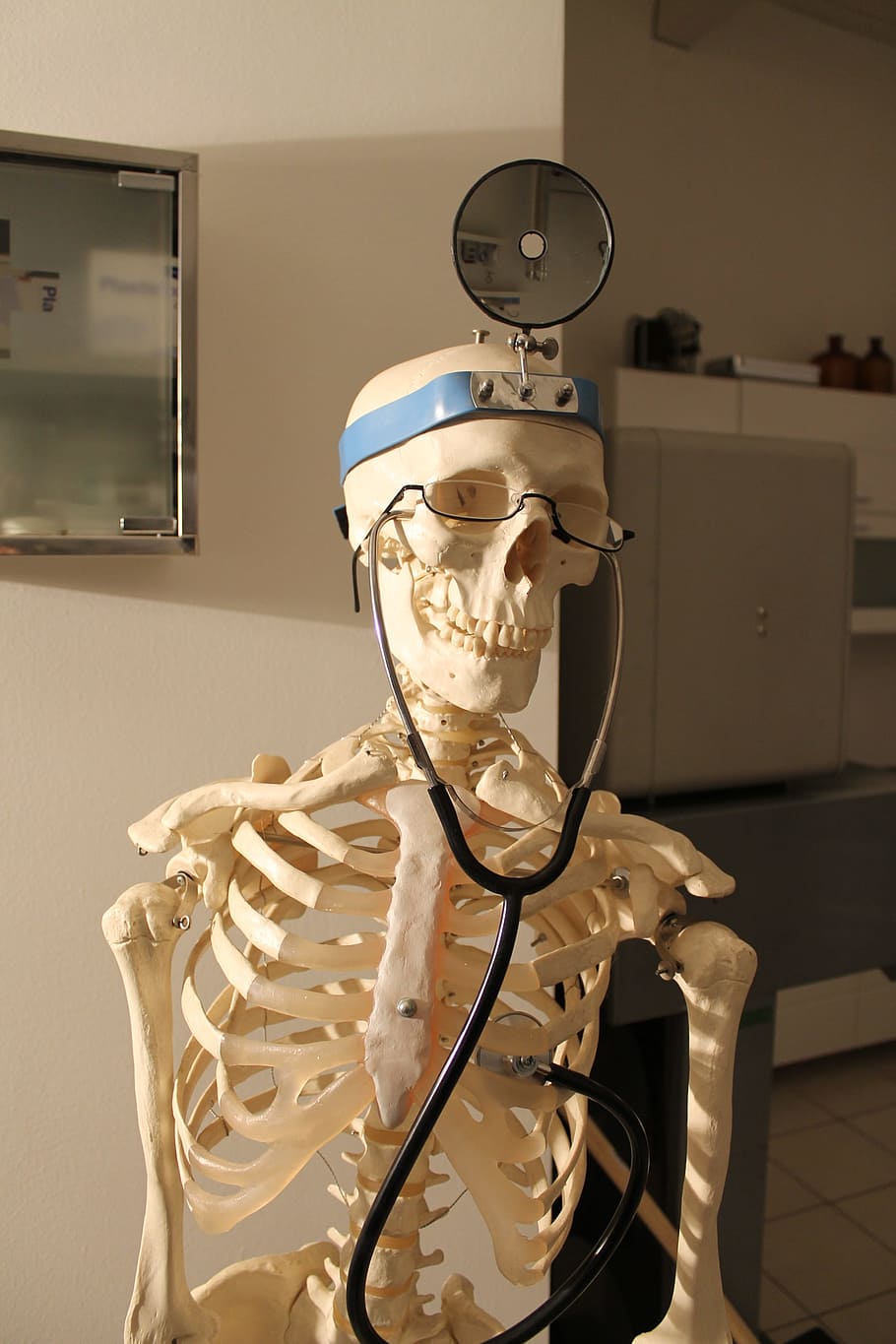 HD wallpaper: skeleton, doctor, fun, anatomy, bone, science, healthcare and medicine