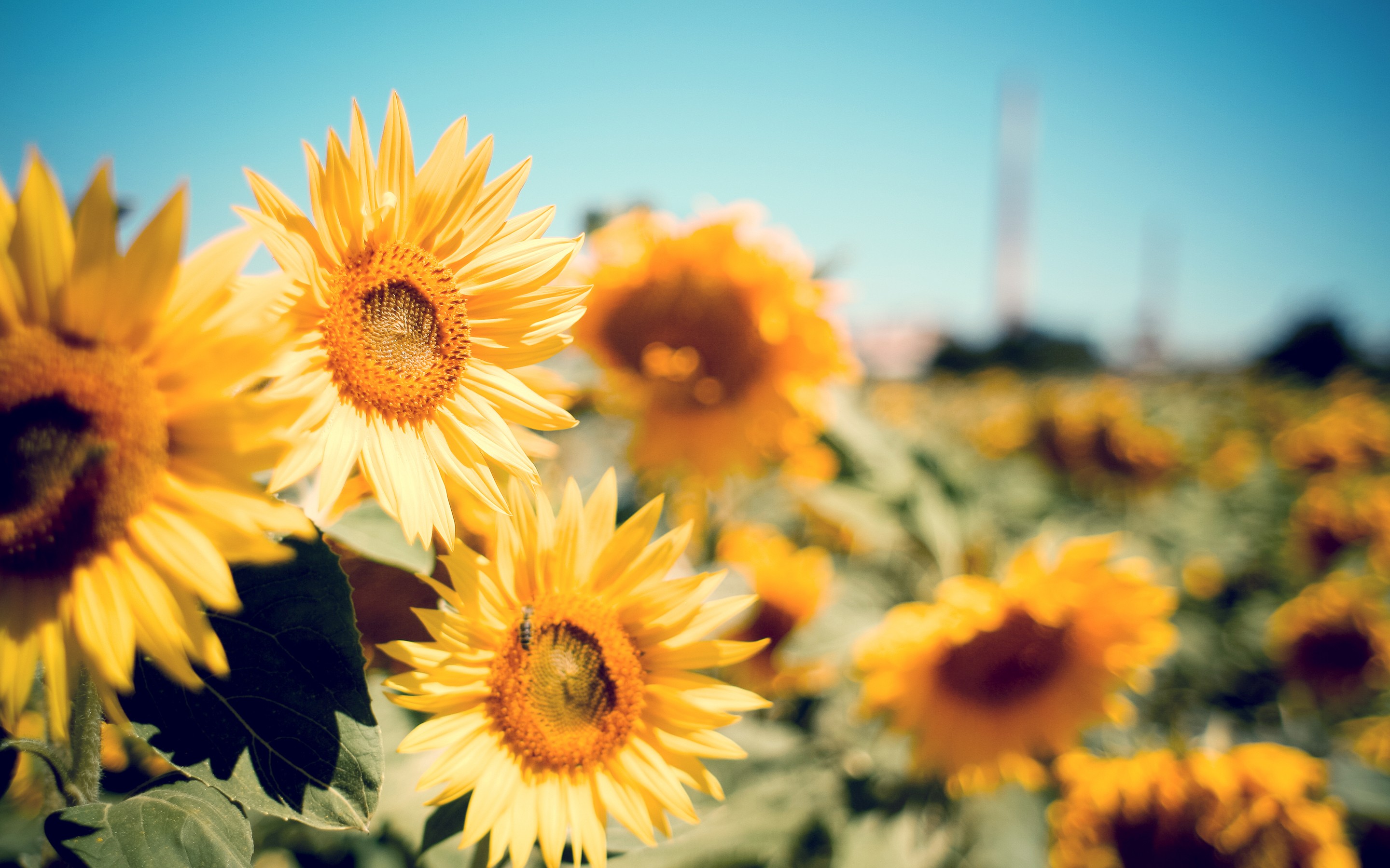 A field of sunflowers with blue sky in the background - Chromebook, sunflower, garden