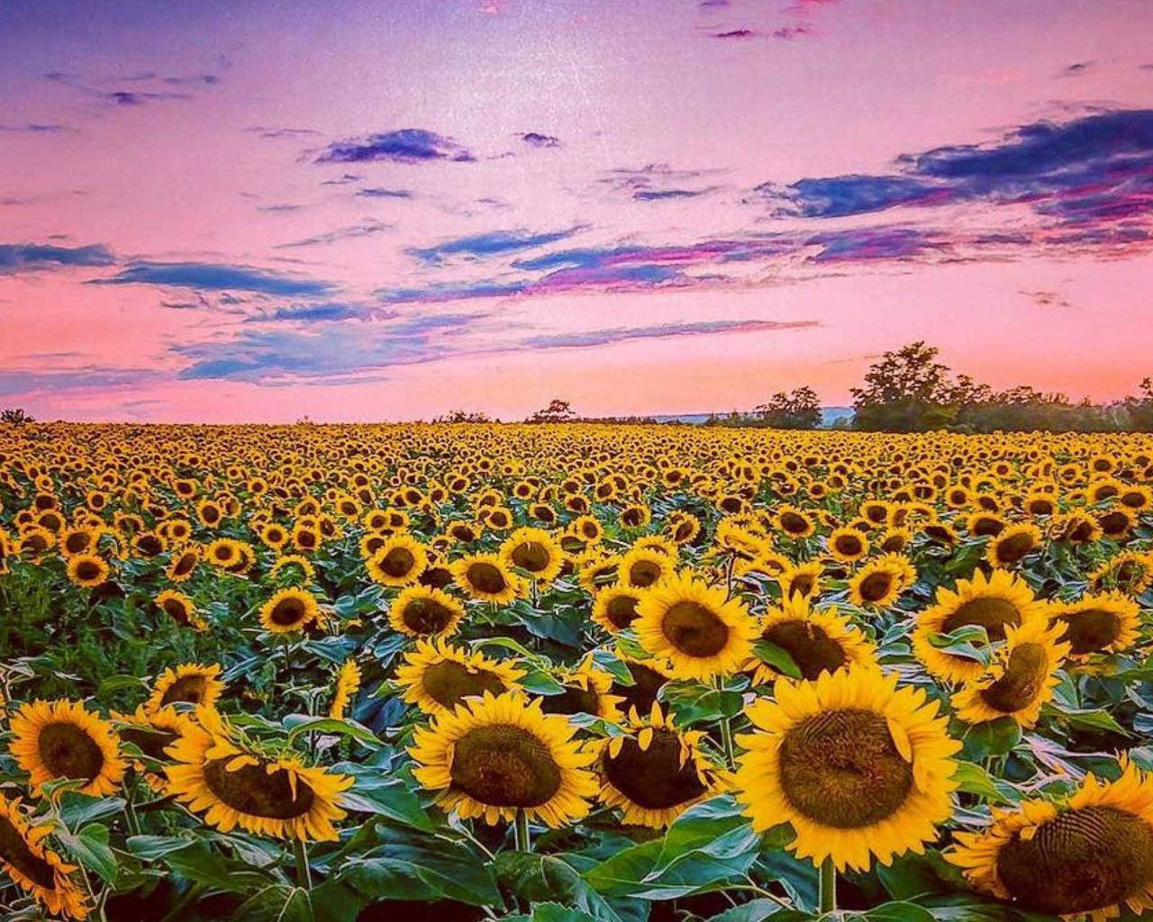 A sunflower field at dusk - Sunflower, summer
