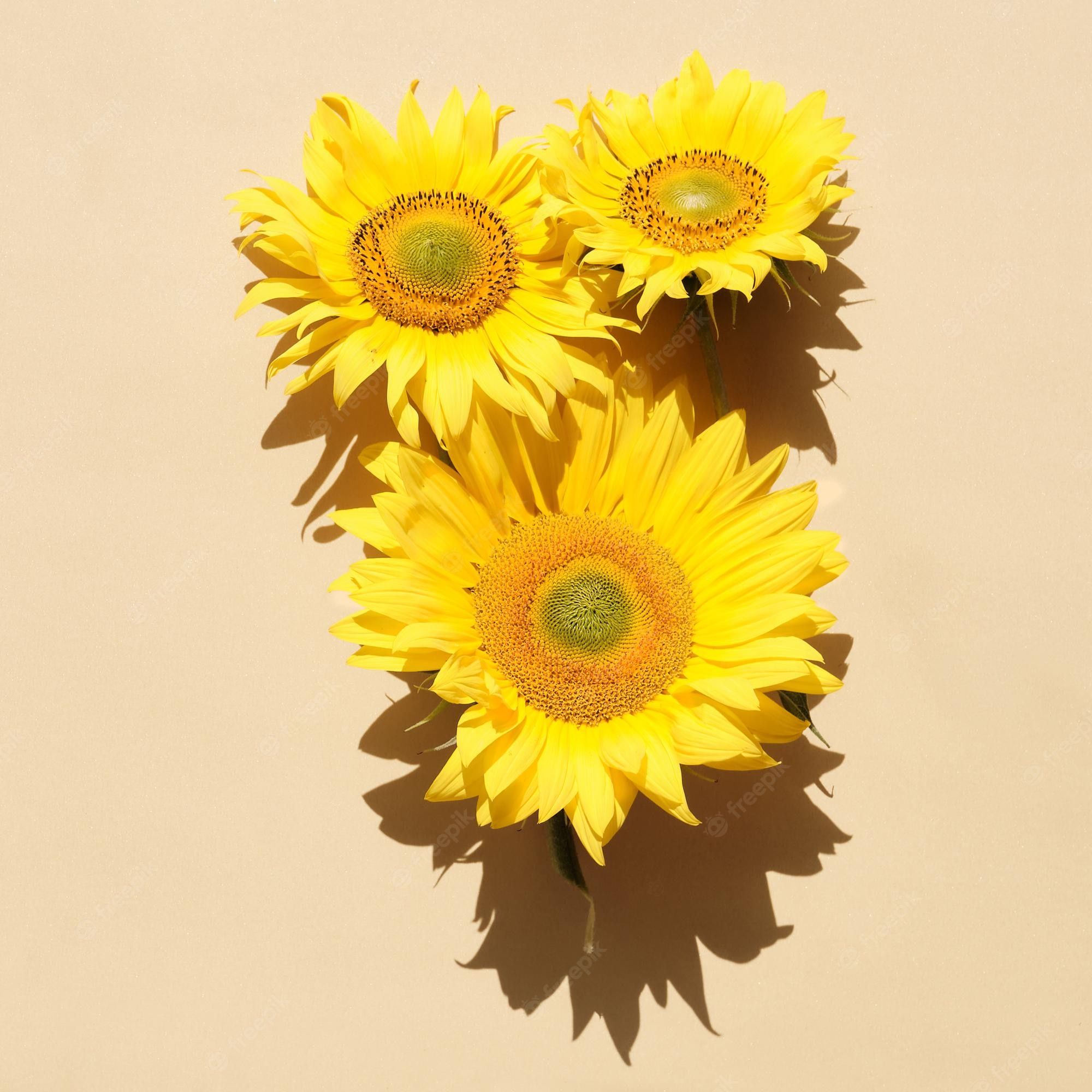 Three yellow sunflowers on a beige background - Sunflower