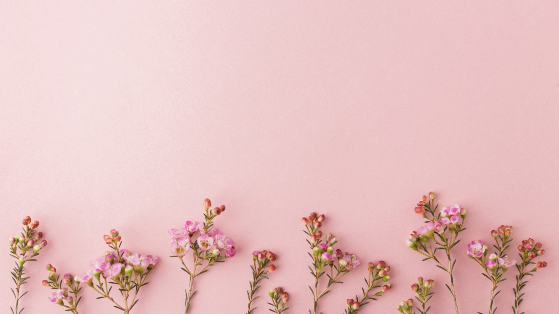 A group of flowers on pink background - Rose gold