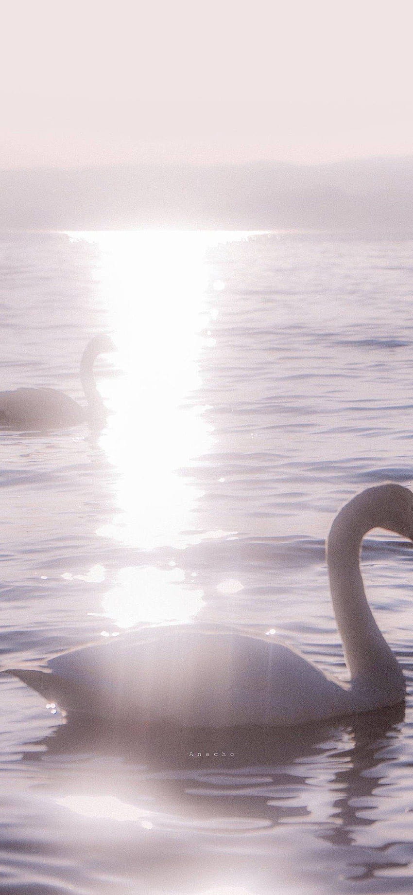 A swan is floating in the water - Bling