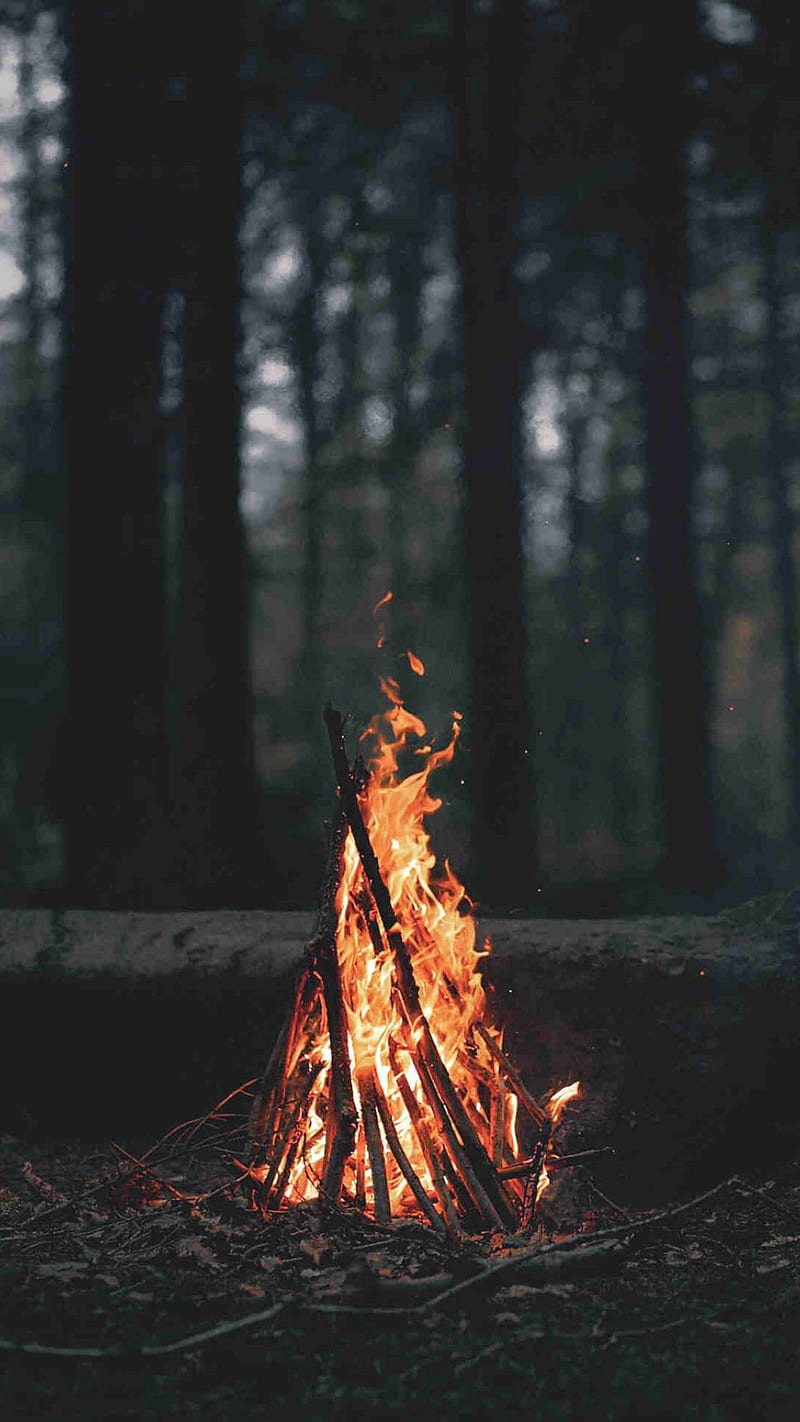 A campfire burns in the middle of a forest. - Camping, woods