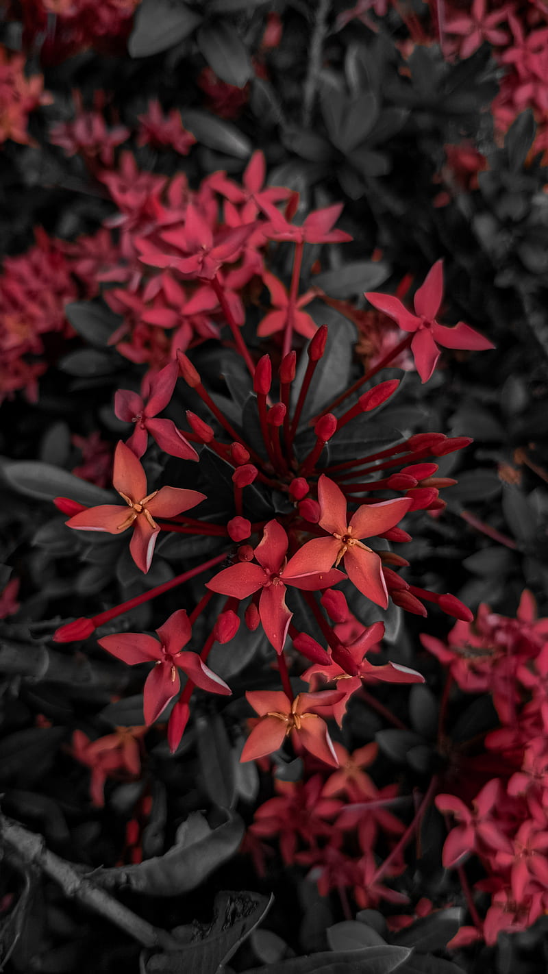 Crimson, flower, flowers, nature, red, vintage, HD phone wallpaper