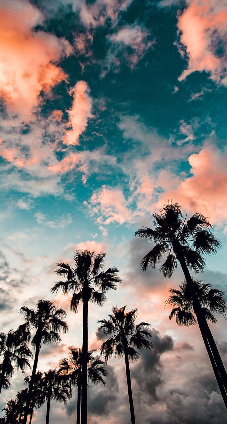 A stunning sunset with palm trees in the foreground - California