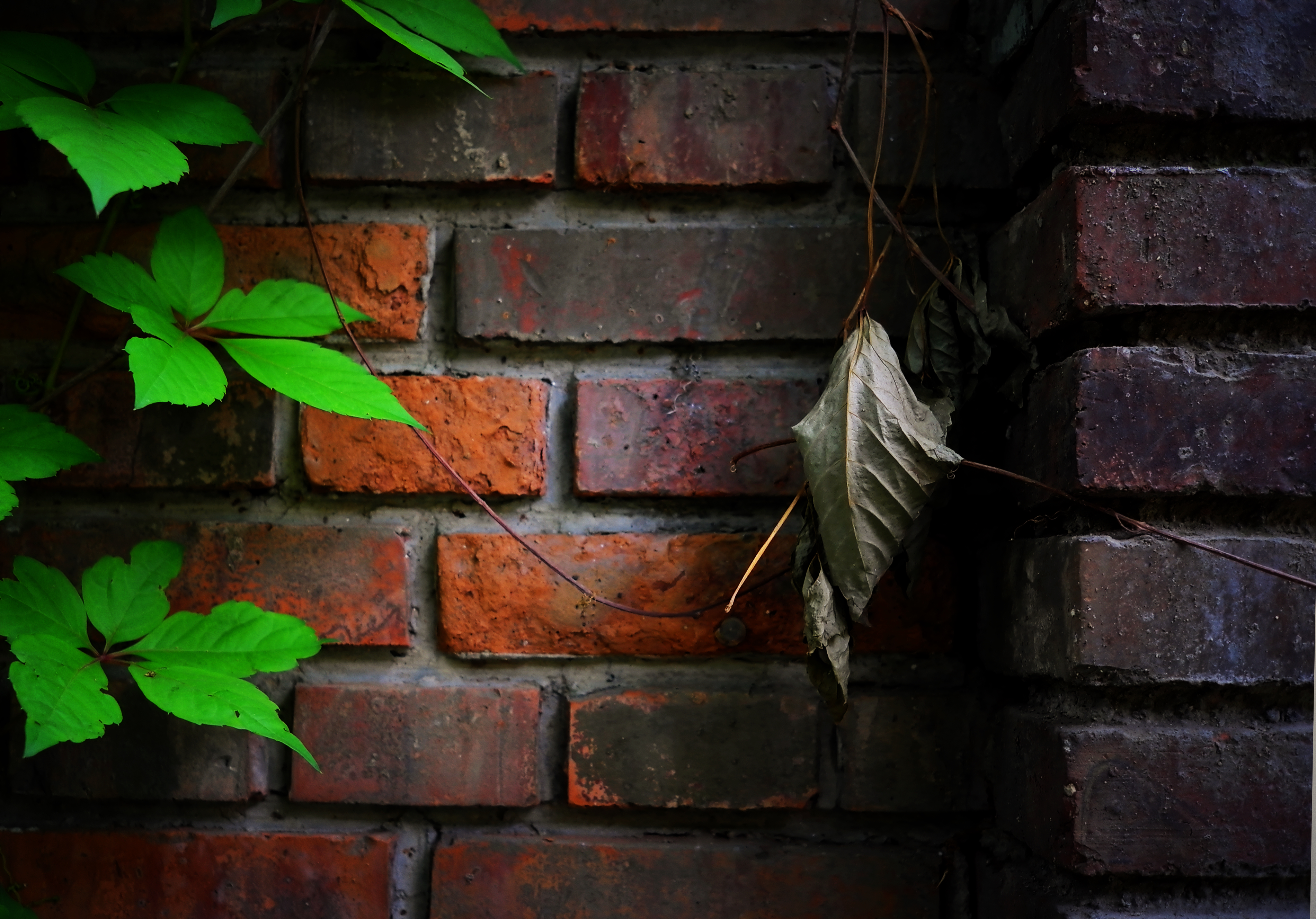 Wallpaper : window, red, wall, wood, green, texture, life, Brick, color, plant, leicax aesthetic, material, darkness, soil 3800x2654