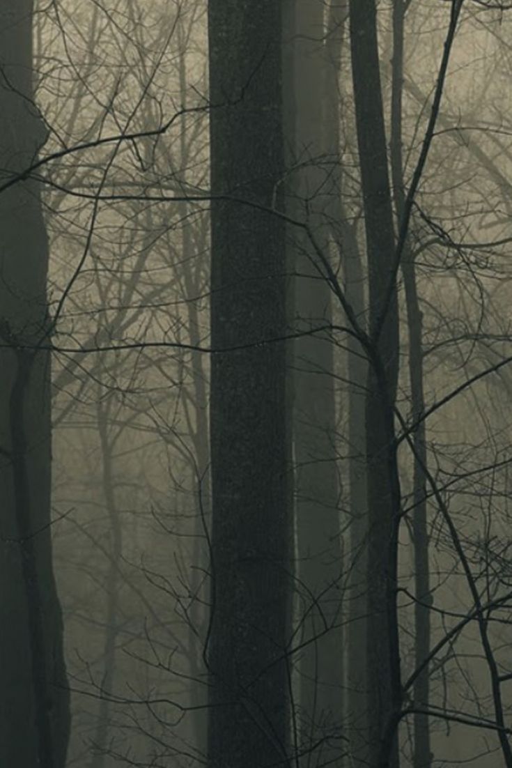 Dark Woodland Tree View. Spooky trees, Woodland wallpaper, Scary wallpaper