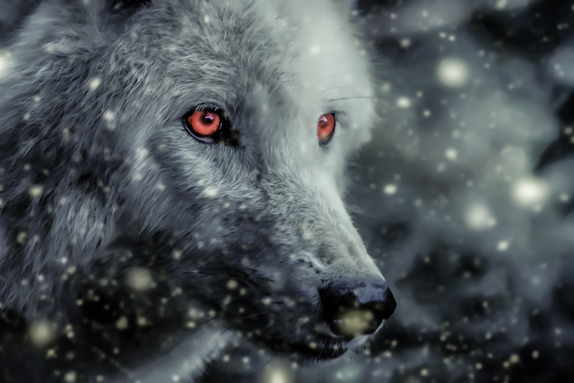 A close up of an animal with red eyes - Eyes, magic, wolf