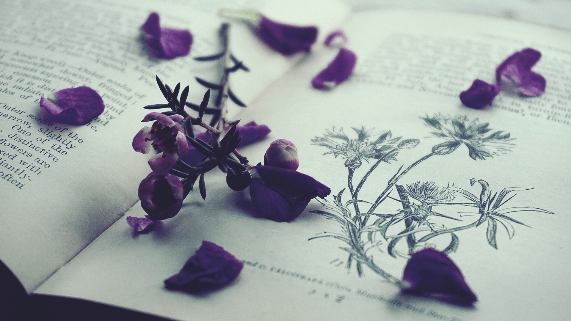 A book with some flowers on it - Purple