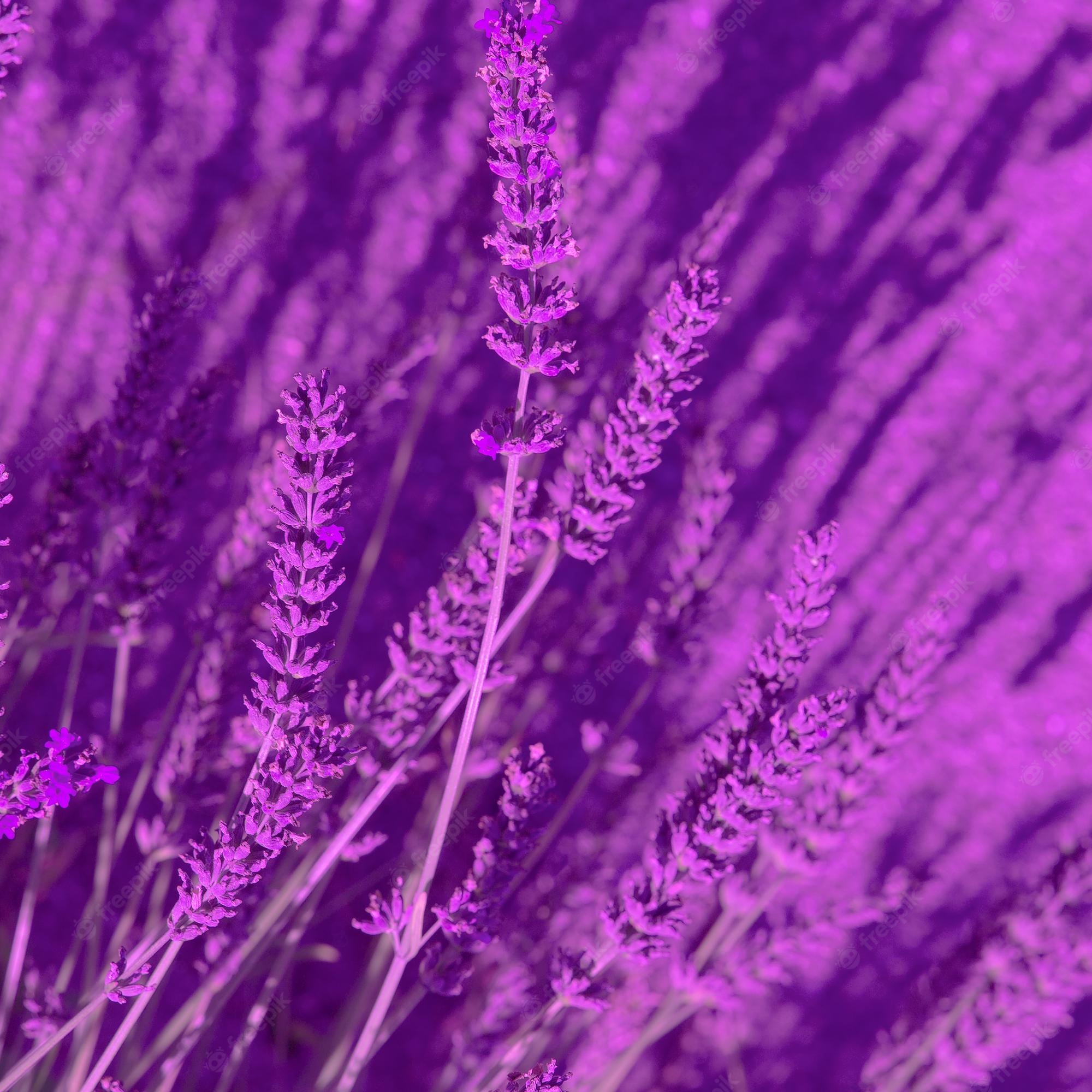 Premium Photo. Lavender flowers wallpaper purple aesthetic bio eco nature minimal concept