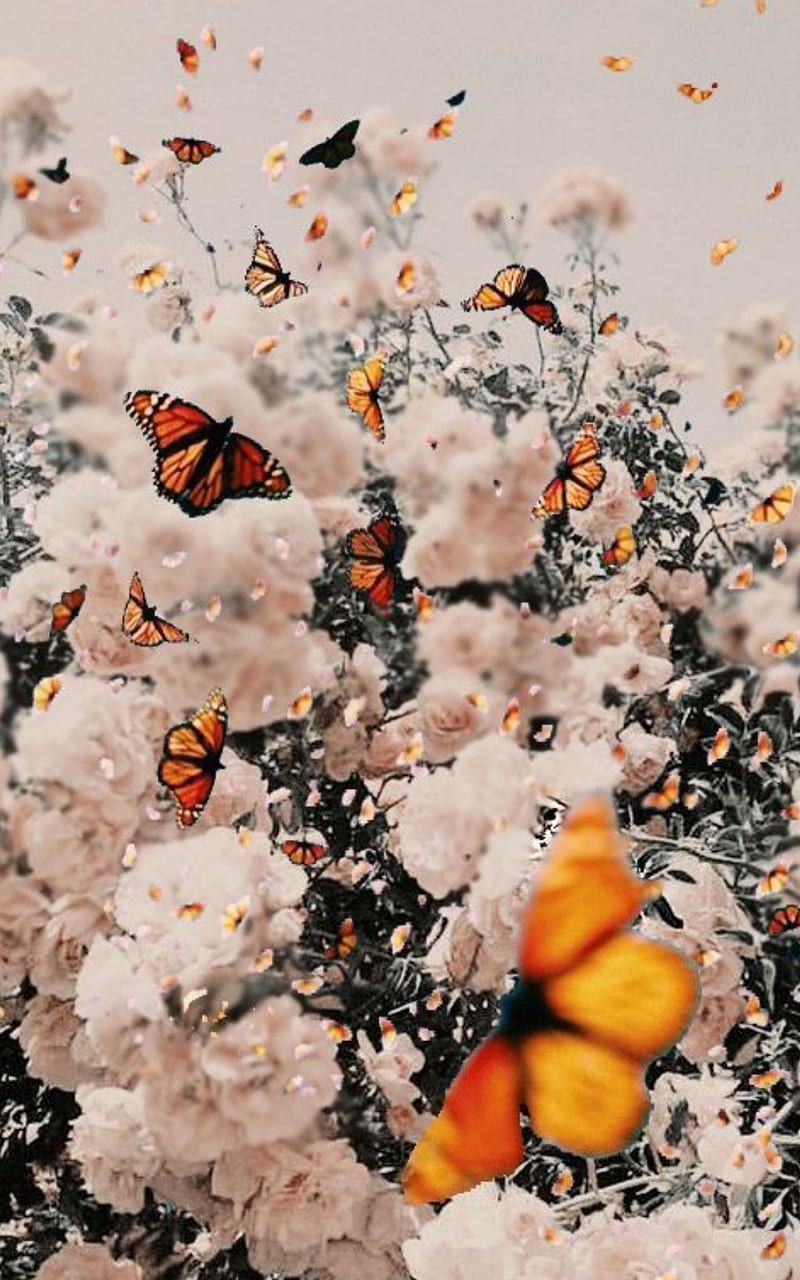 A group of butterflies flying in the air - Vintage, nature, vintage fall, butterfly, retro