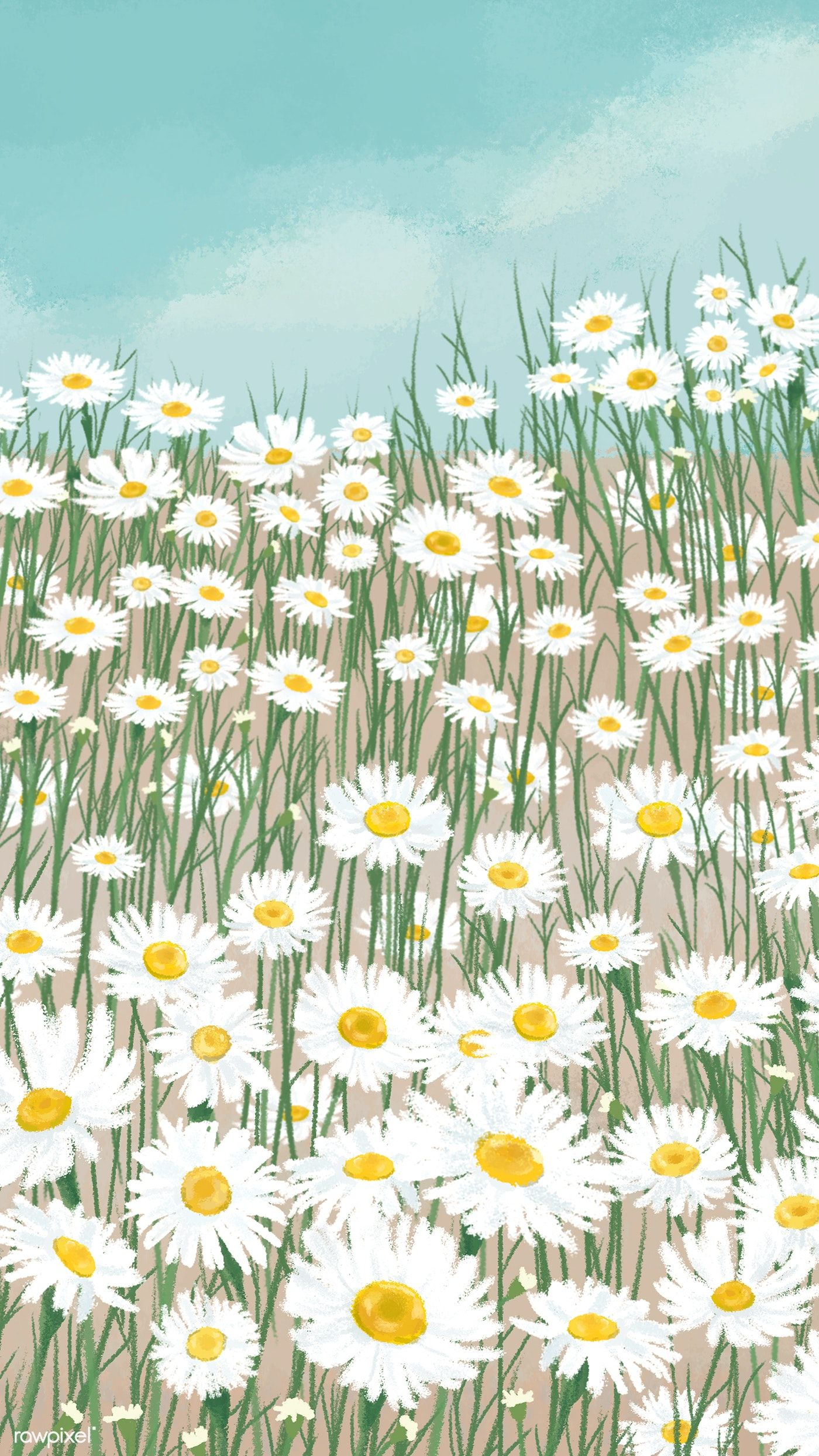 A field of daisies with blue sky in the background - Daisy