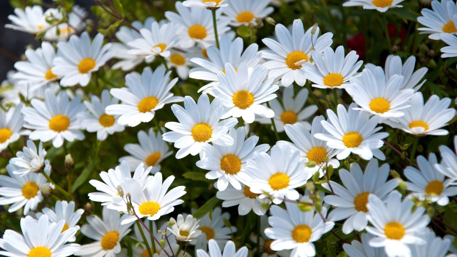 A field of white daisies with yellow centers. - Daisy