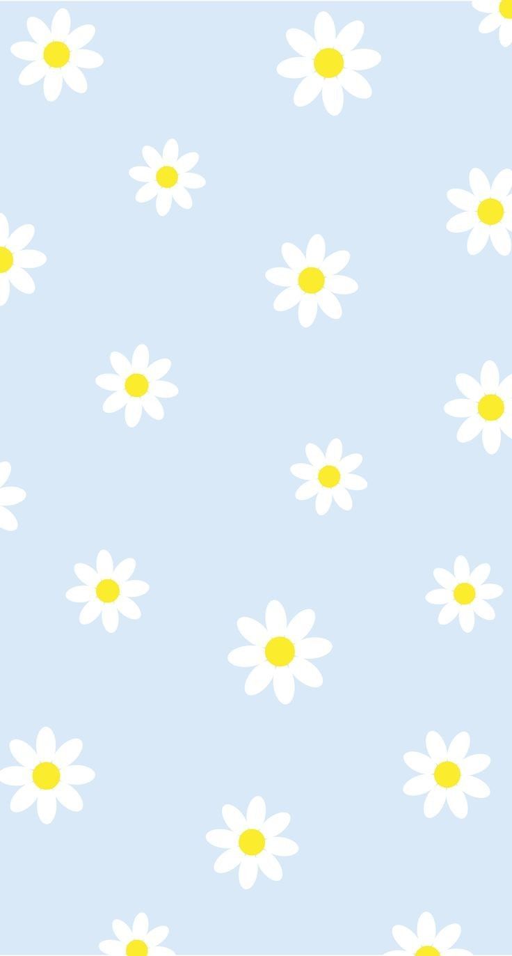 A blue background with white daisies on it - Daisy