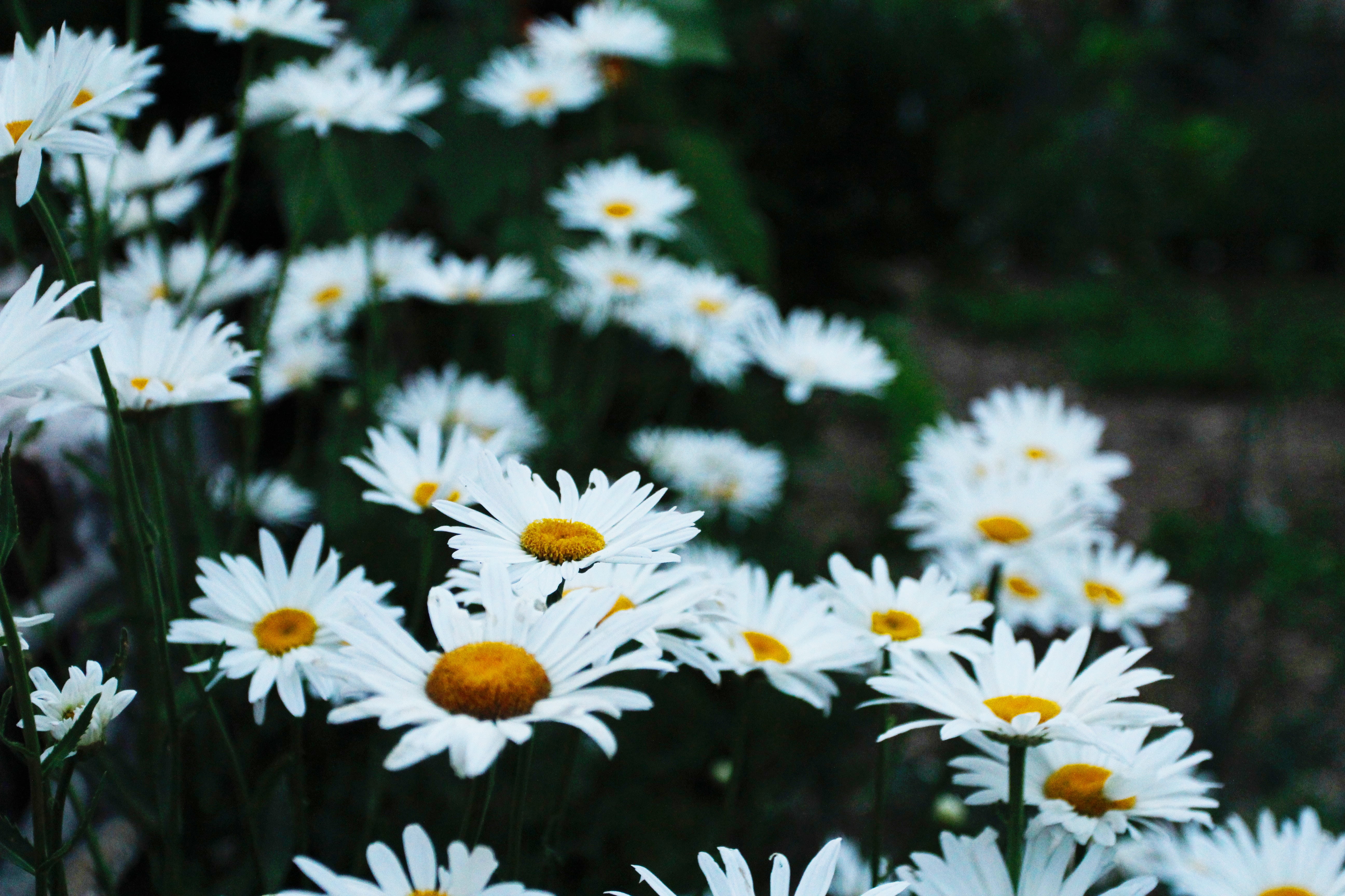 A field of white daisies with yellow centers. - Daisy
