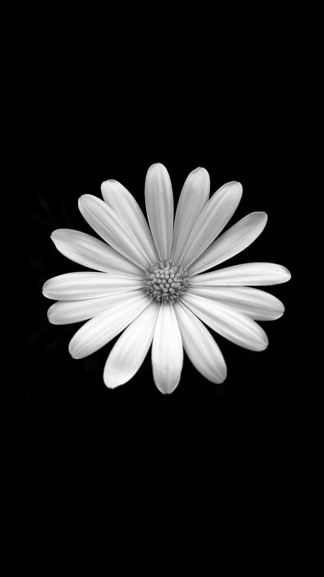A black and white photo of daisy flower - Daisy