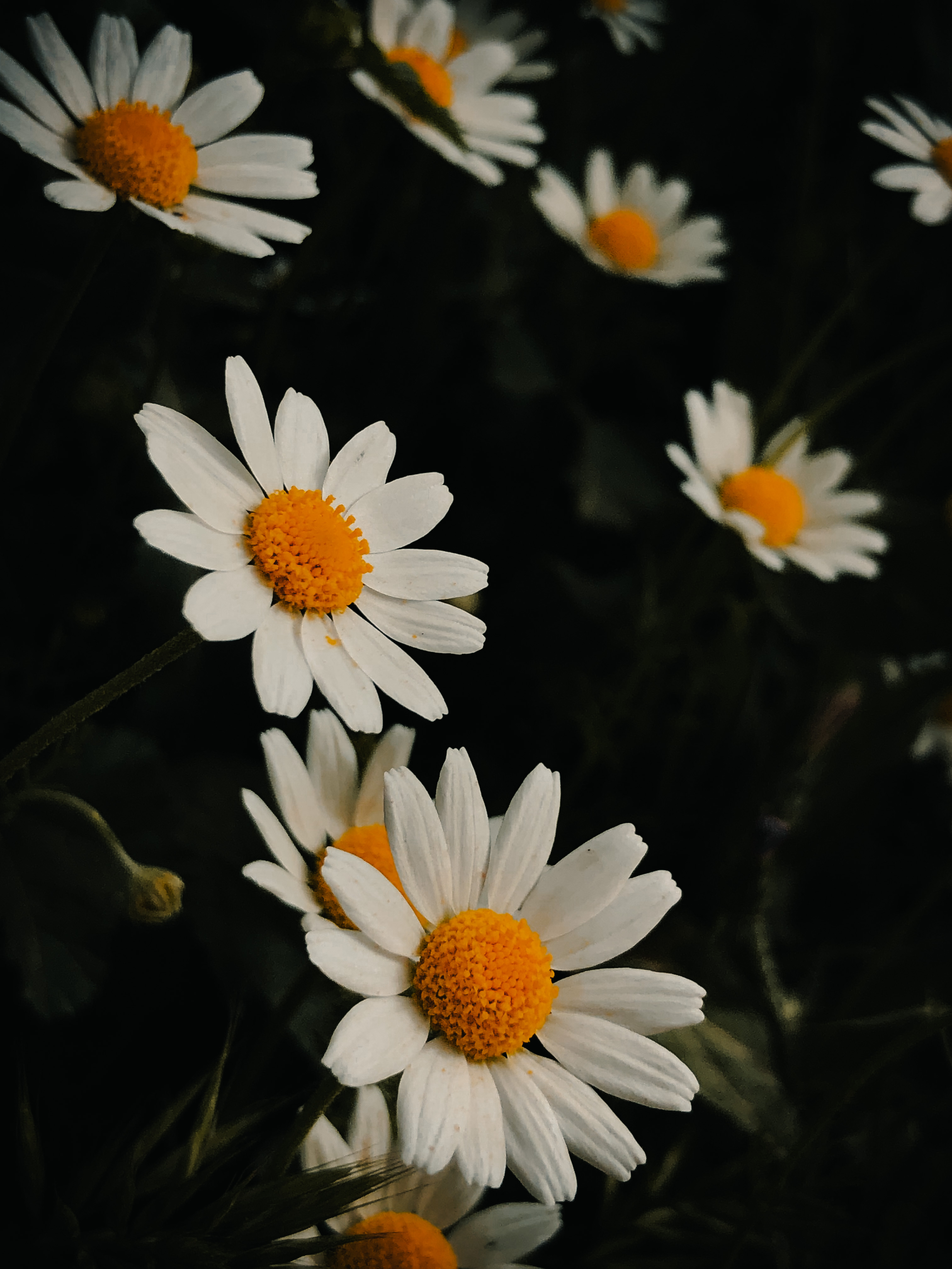 A group of white daisies with yellow centers - Daisy