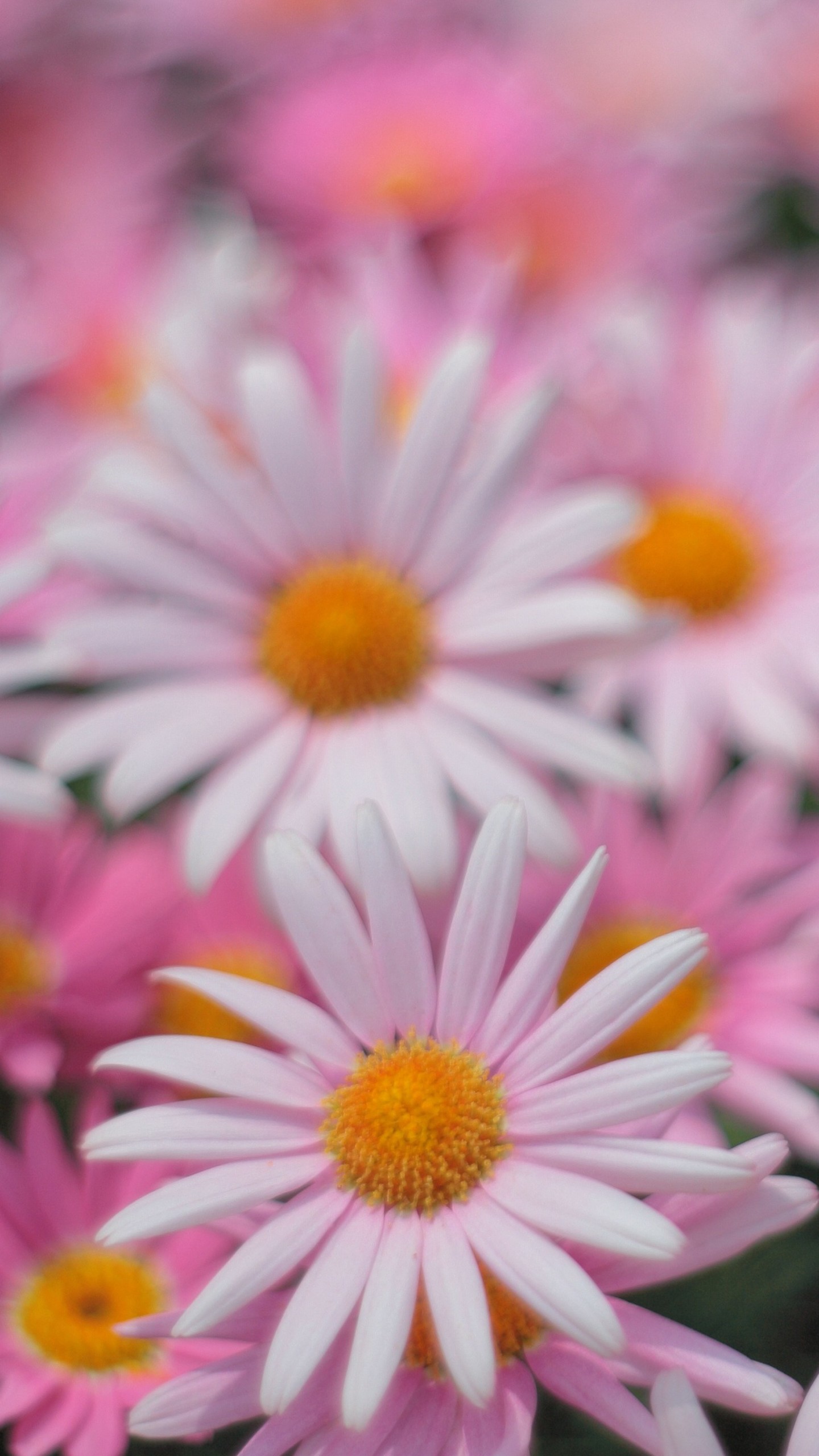 Pink Daisies Flowers In Blur Pink Background 4K HD Pink Aesthetic Wallpaper