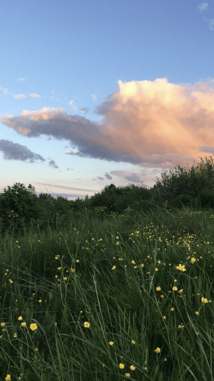 A field of grass and flowers with clouds in the background - Nature