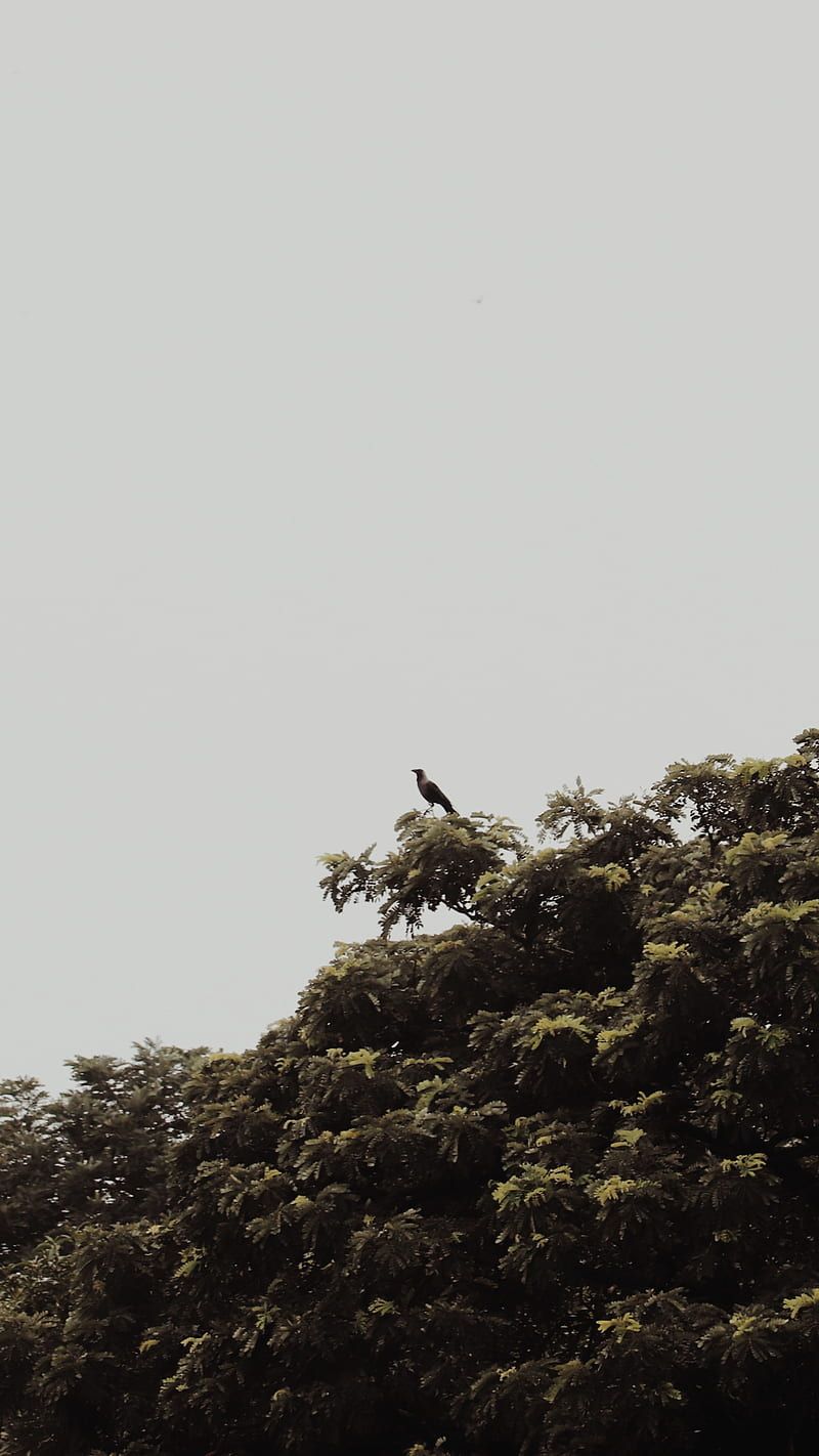 A bird flying over the top of some trees - Nature