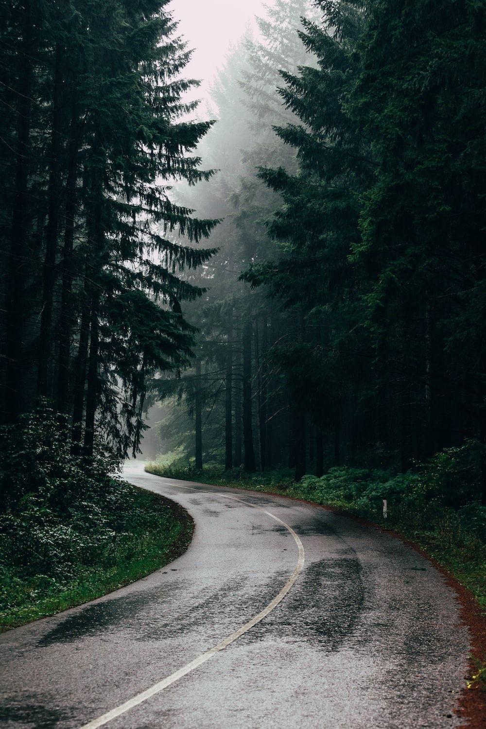 A wet, winding road surrounded by tall trees. - Nature