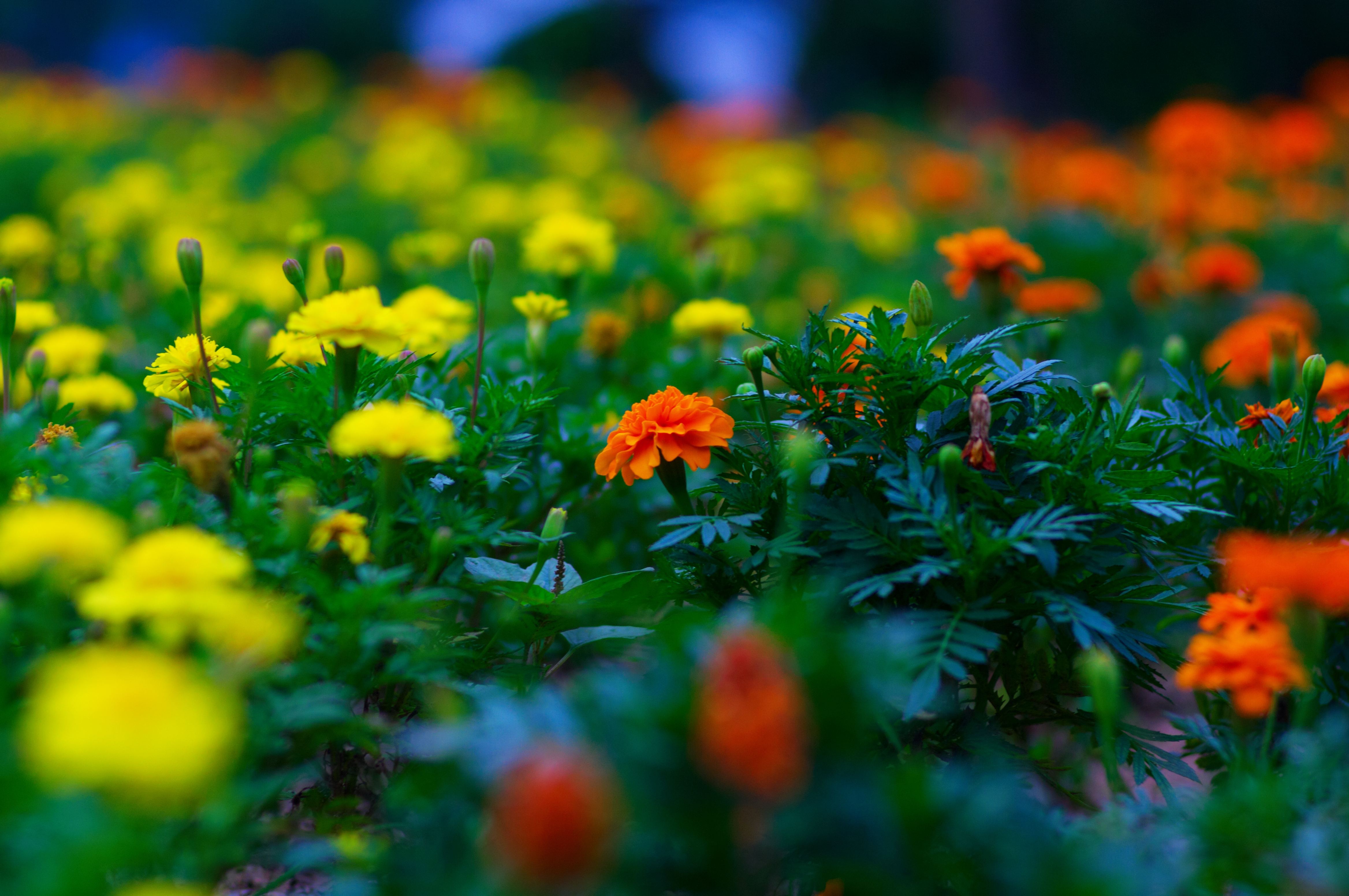 A field of colorful flowers, with a blurred background. - Nature