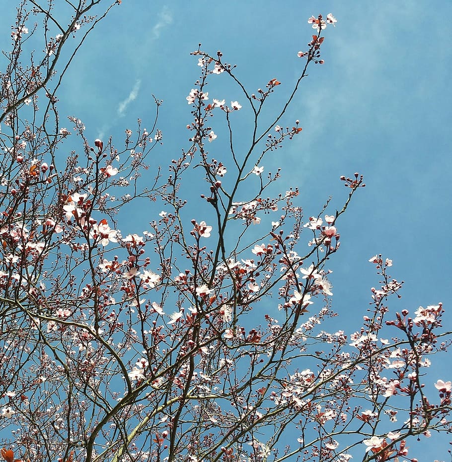 A tree with white flowers against a blue sky - Nature