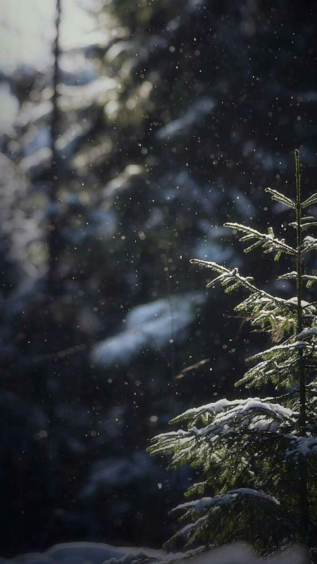 A snowy forest with a tree in the foreground and snow falling around it - Winter