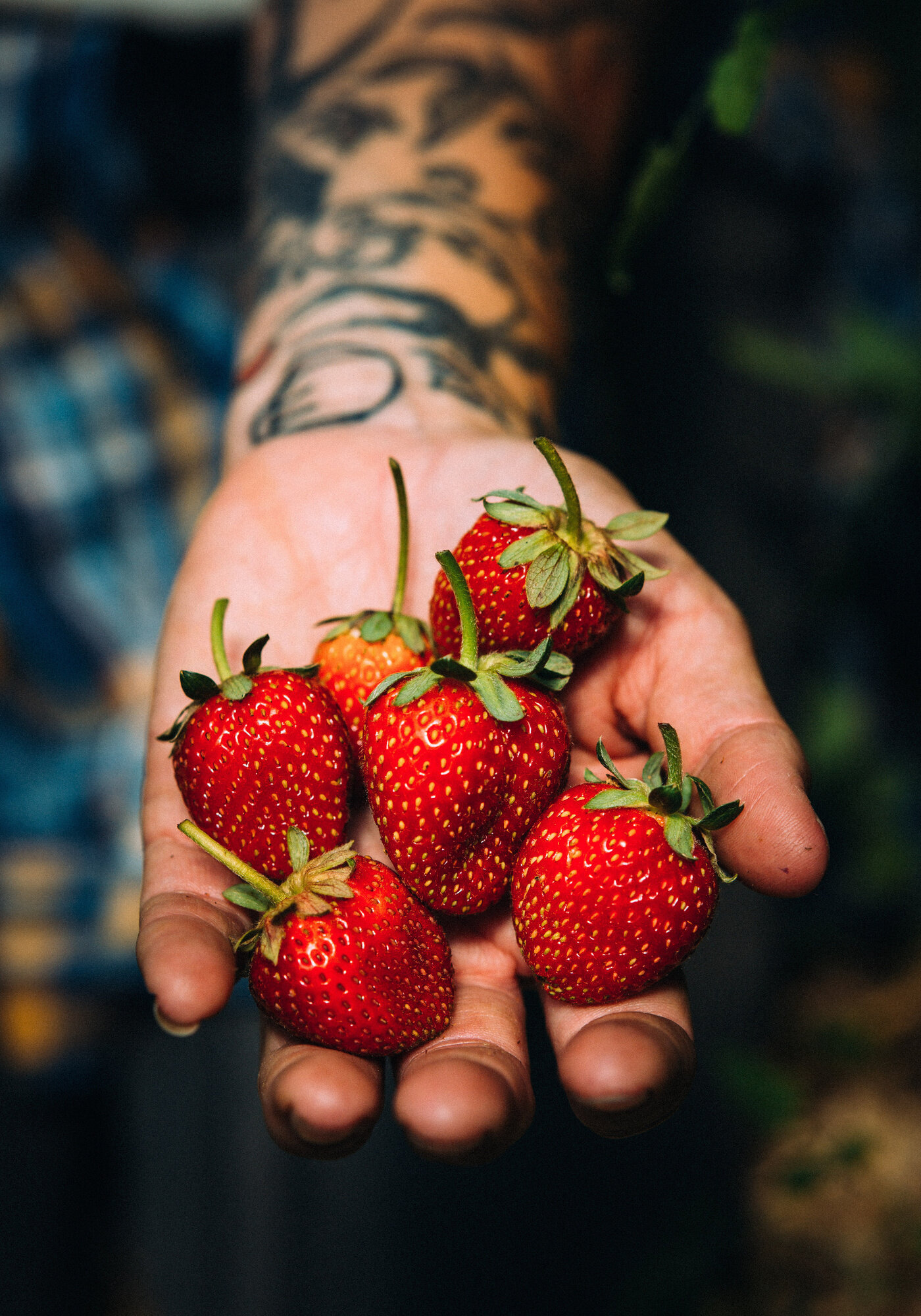 SingleThread Farms Blog Strawberry Season on the Farm