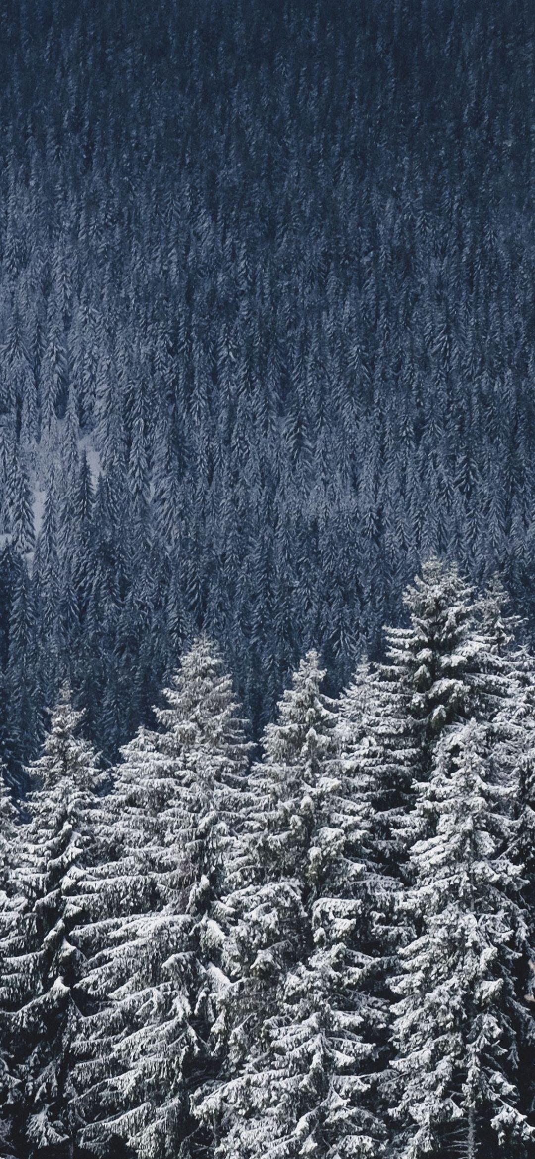 A snow covered forest of pine trees in the mountains. - Winter, snow