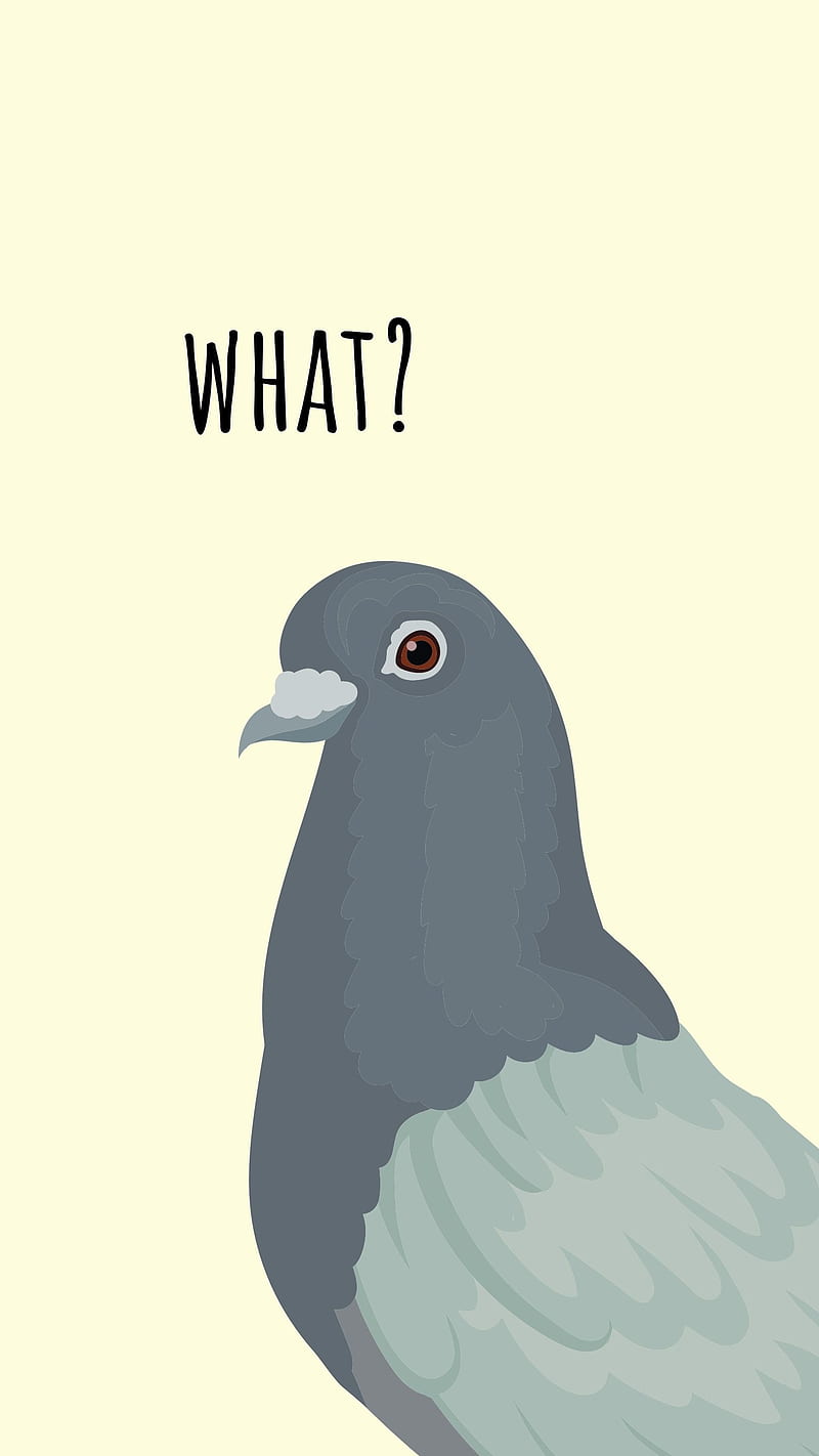 What? Funny Pigeon, aesthetic background, cartoon bird, cool artsy, funny pigeon, HD phone wallpaper