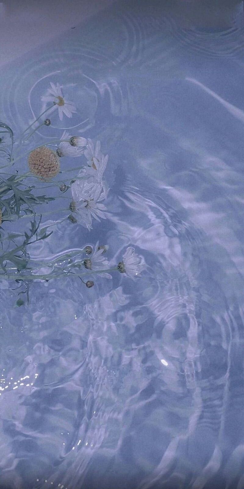 A bunch of flowers in the water - Water