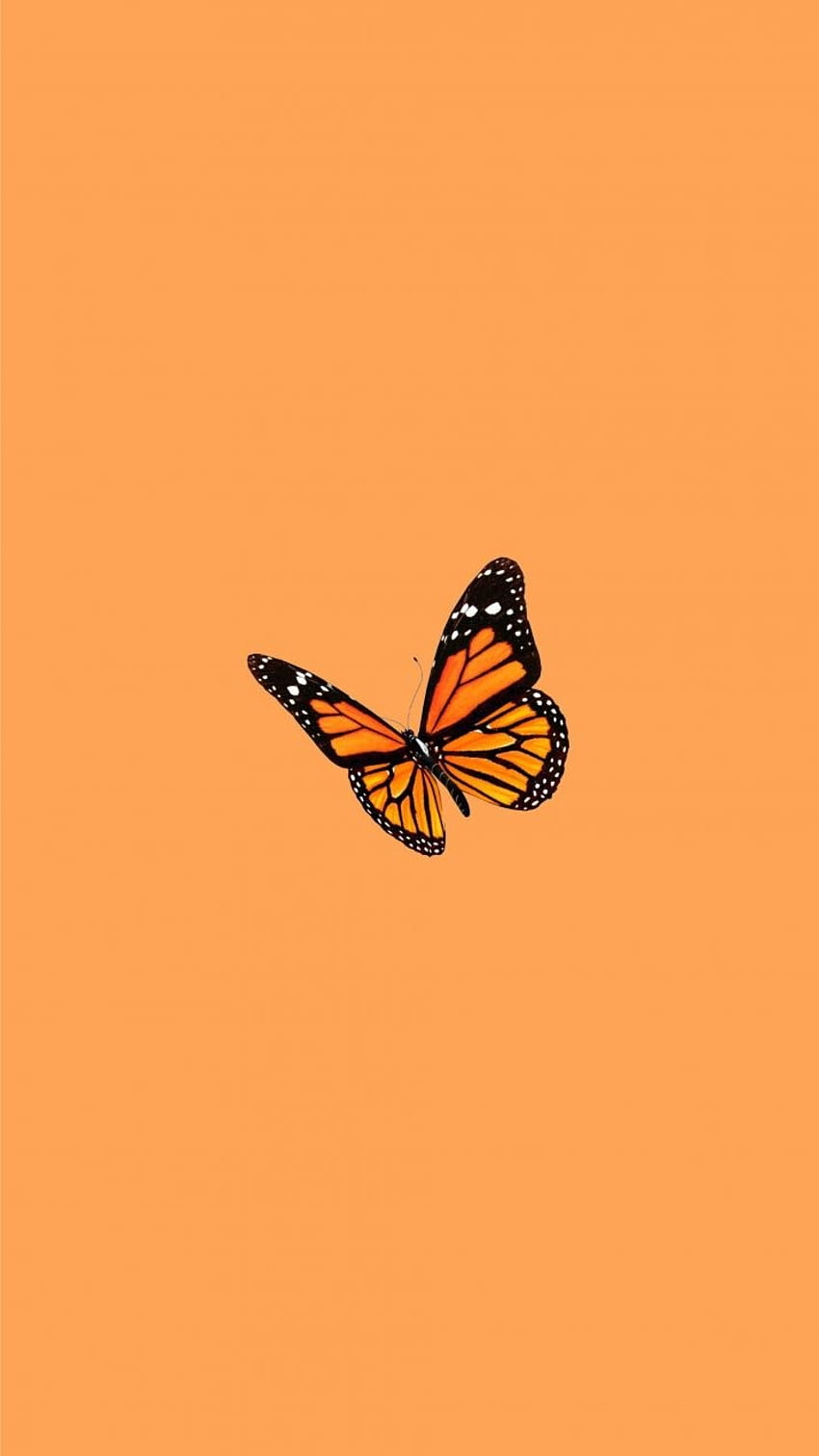 An orange butterfly on an orange background - Sun