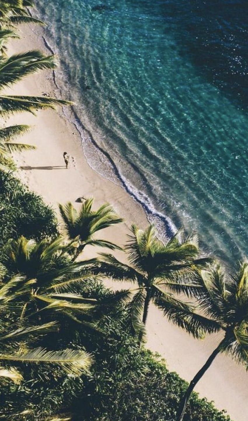 A beach with palm trees and the ocean - Hawaii, tropical, beach, coast