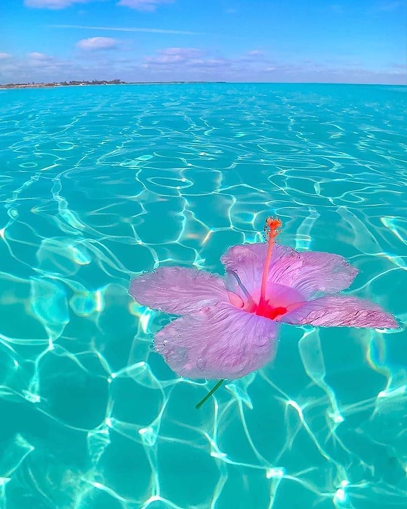 A pink flower floating in the ocean - Tropical, beach