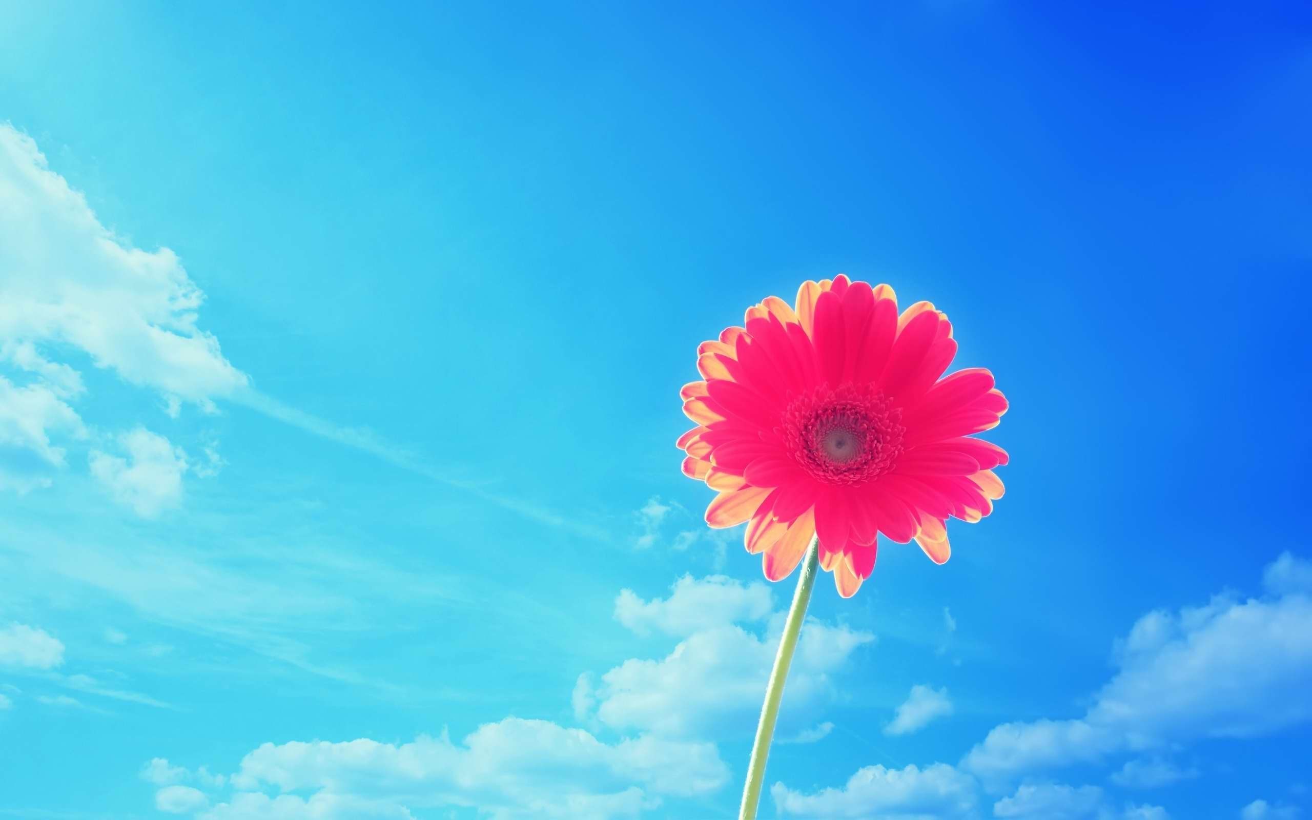 A pink flower with a blue sky in the background - Bright