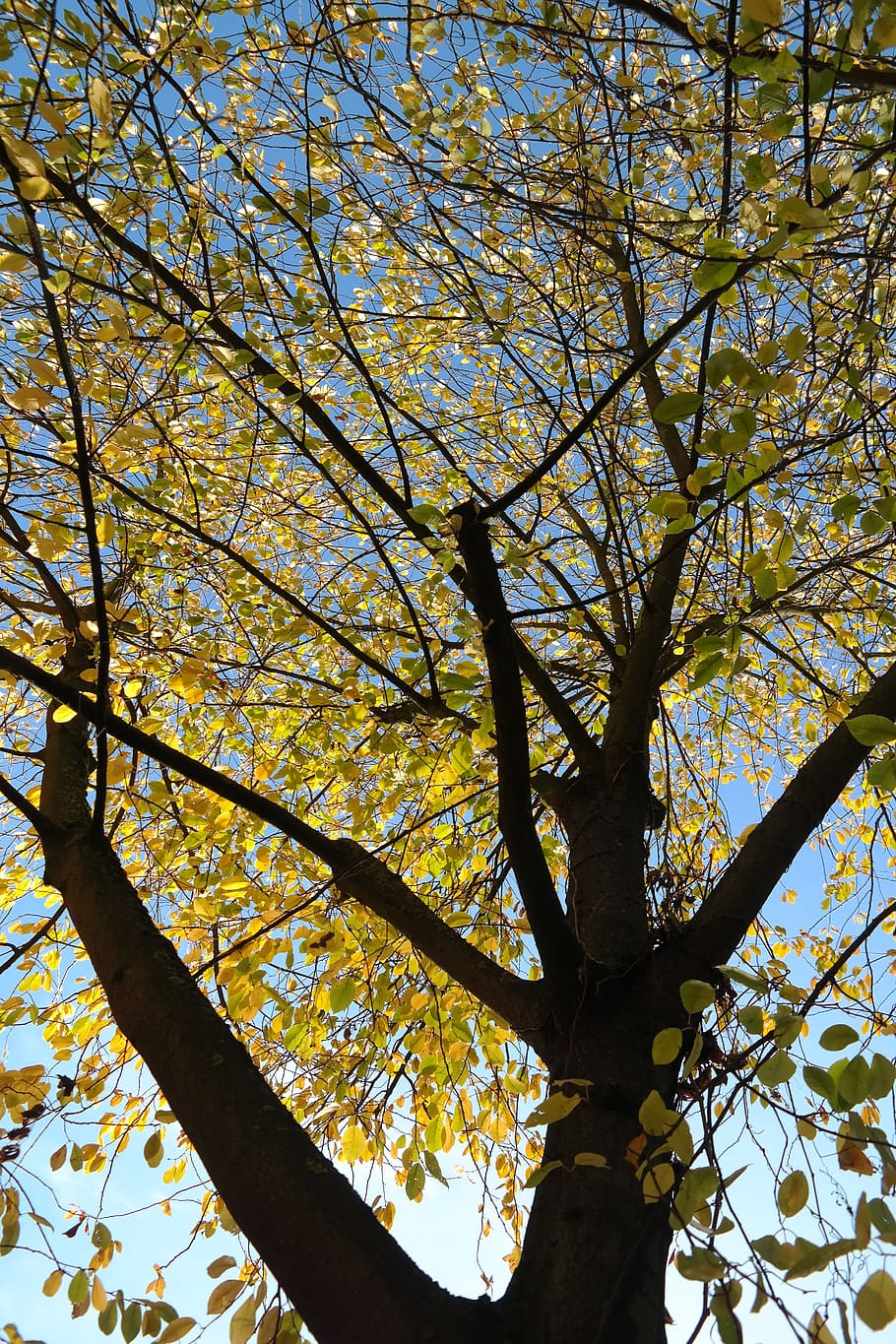 A tree with leaves and branches in the background - Bright