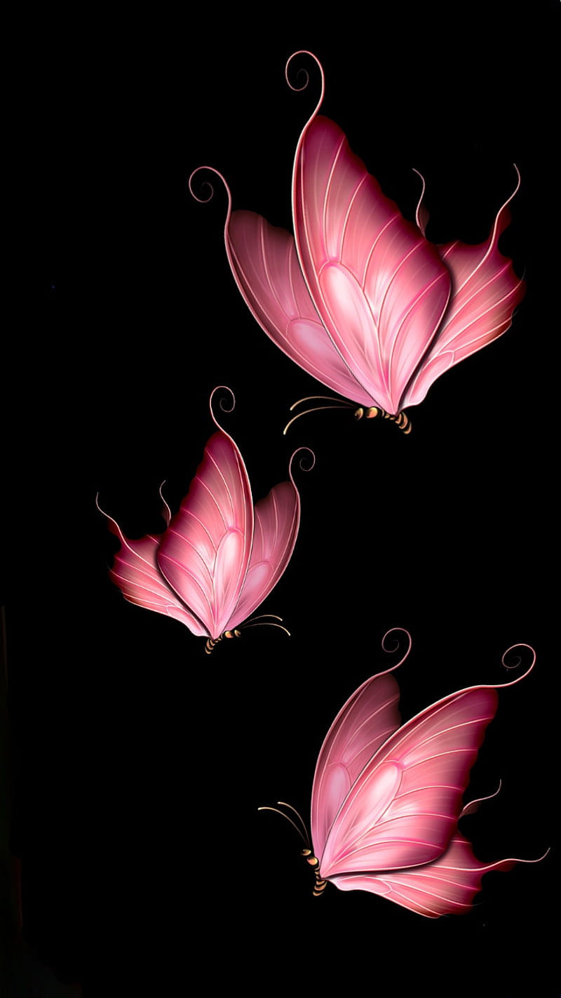 Pink butterflies on a black background - Bright