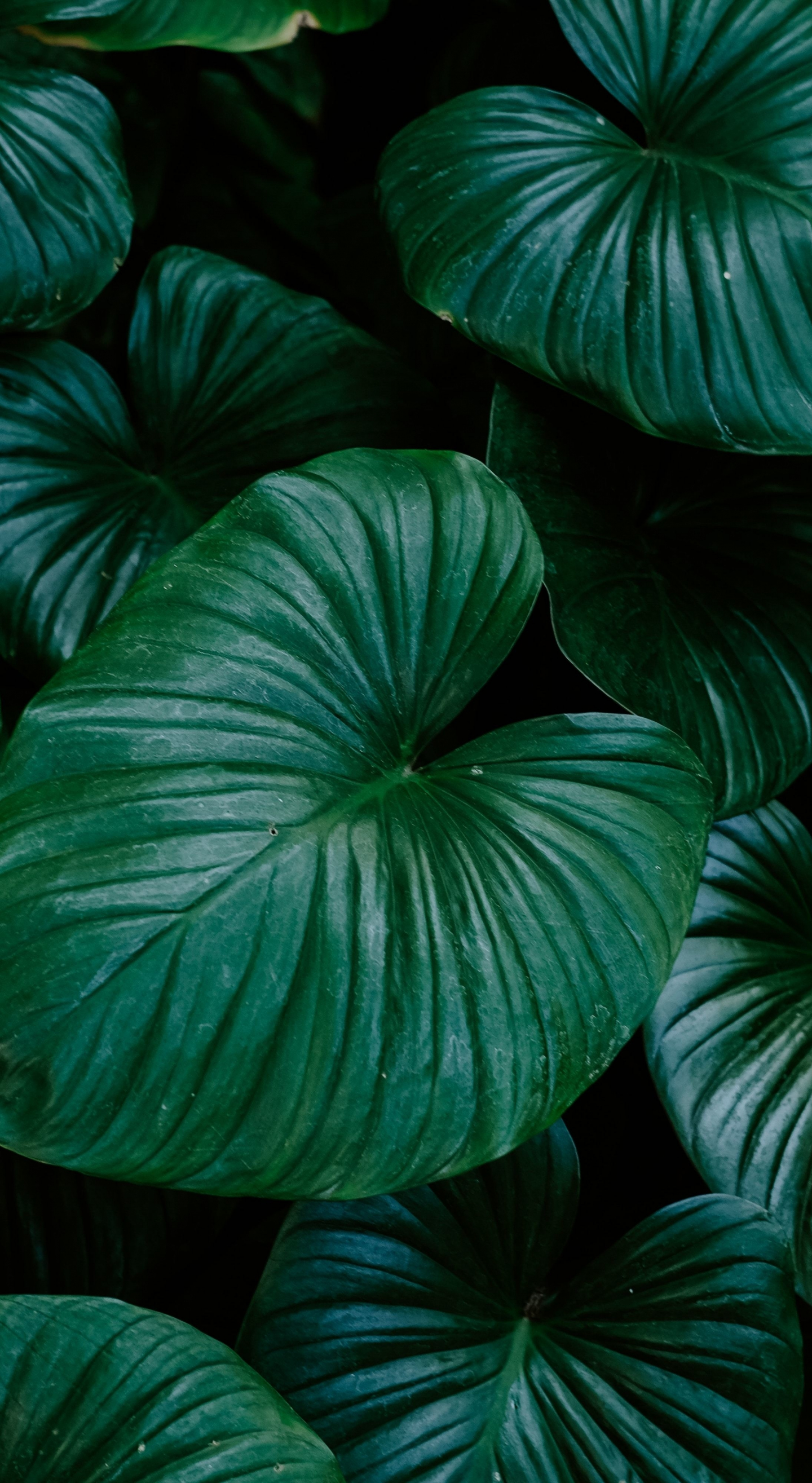 A dark green leafy plant with large green leaves. - Bright