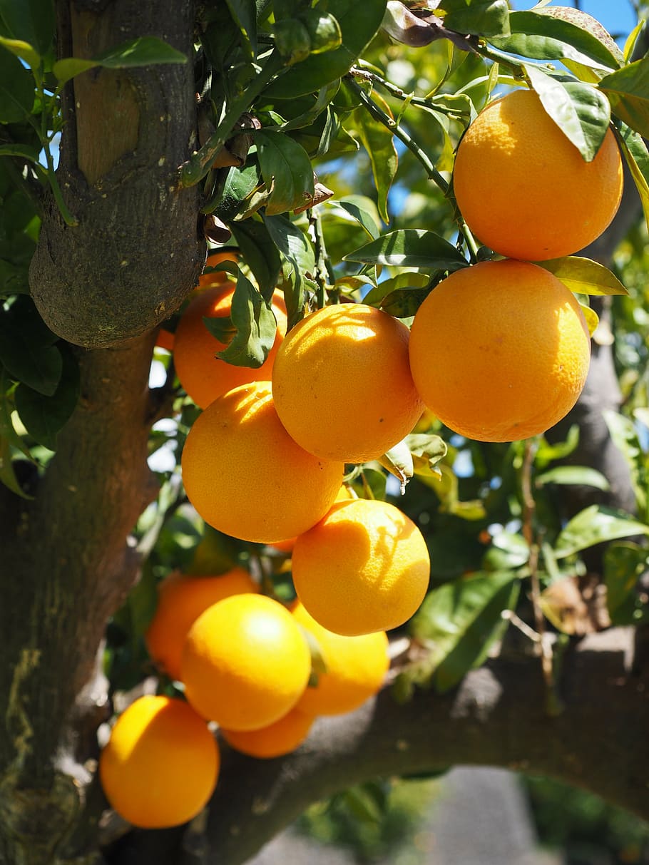 HD wallpaper: oranges, fruits, orange tree, citrus fruits, leaves, aesthetic
